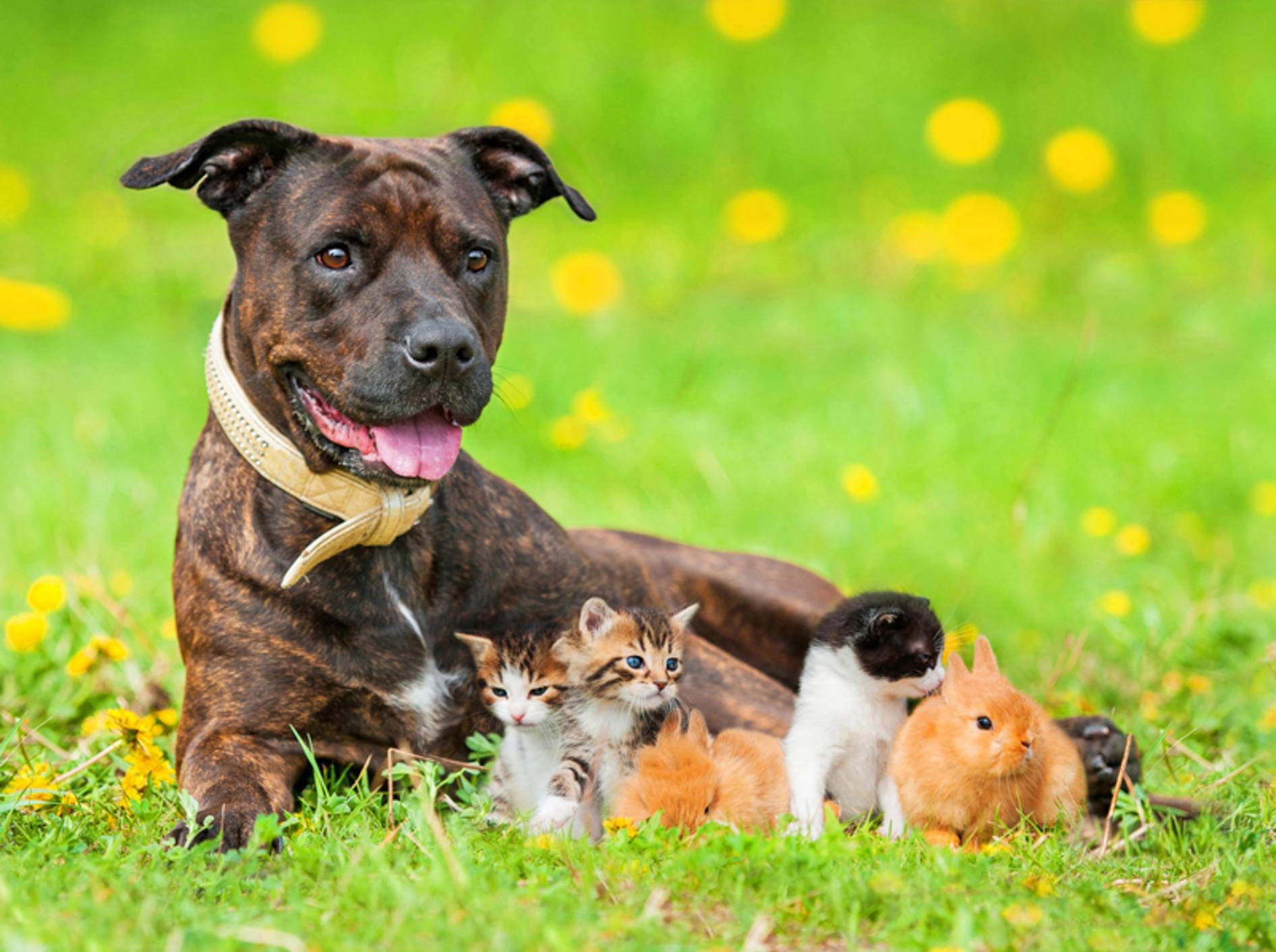 Hund, Katze oder Kleintier: Welcher tierische Freund ist für Sie perfekt? – Shutterstock / Rita Kochmarjova