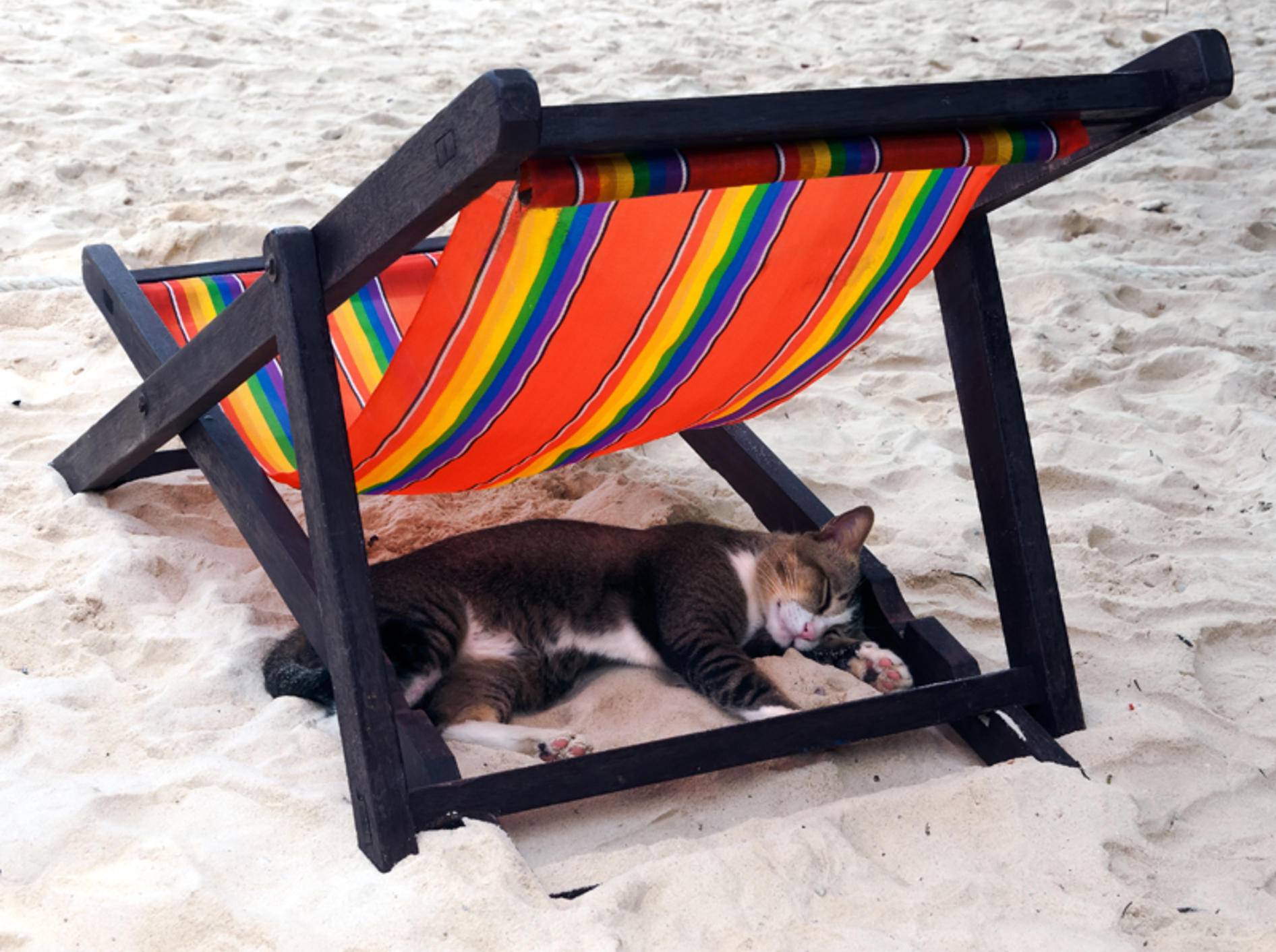 Urlaub mit Katze kann schön entspannend sein – Shutterstock / Papik