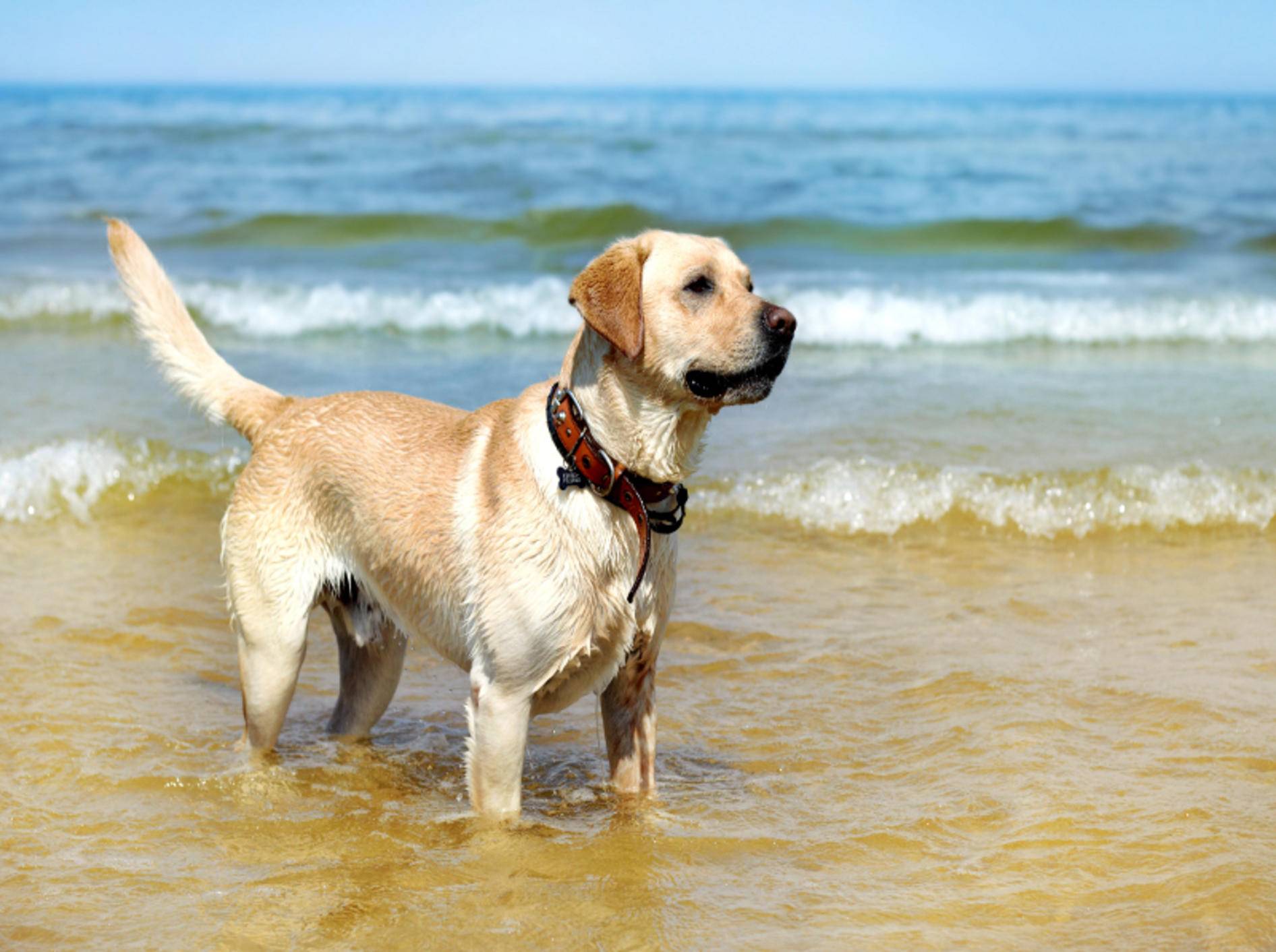 Bestens vorbereitet macht der Urlaub am Hundestrand besonders Spaß – Shutterstock / MaraZe