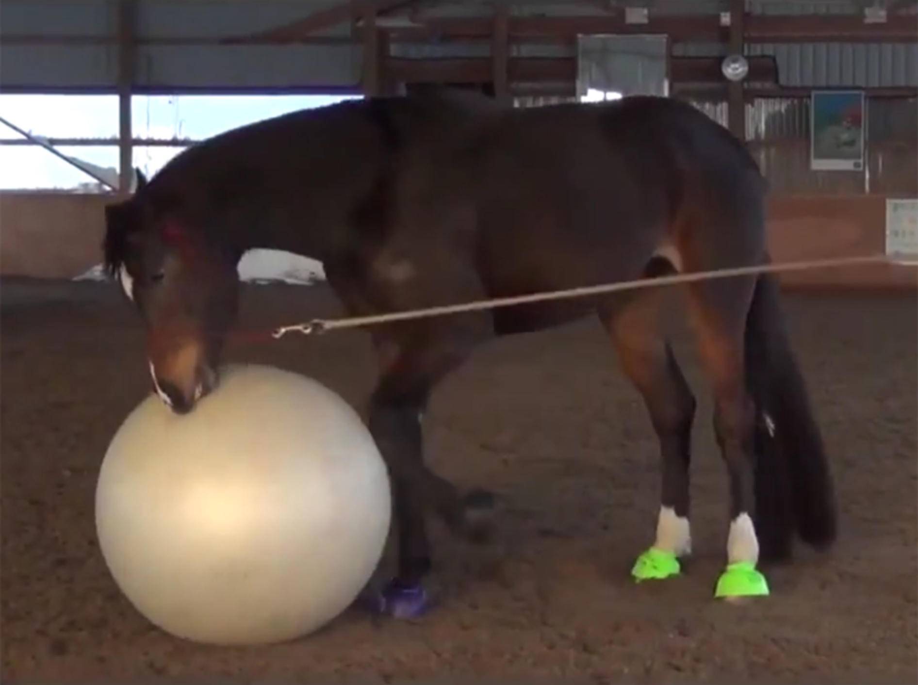 Spielen macht Spaß, findet das Pferd Ficcochino – YouTube / Rumble Viral