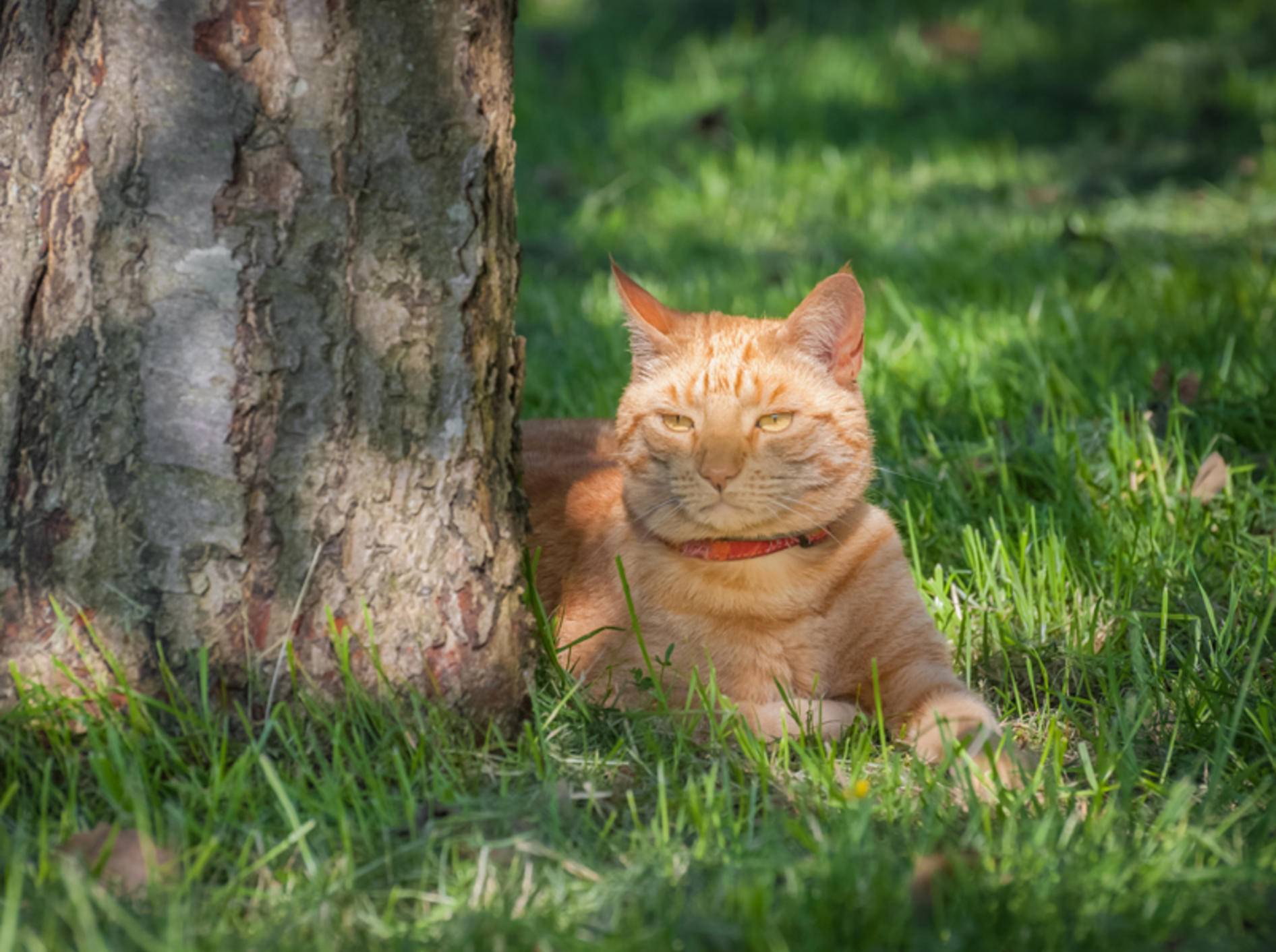 Sonne ist schön, Schatten aber auch, findet die hübsche rote Katze – Shutterstock / Steve Mann