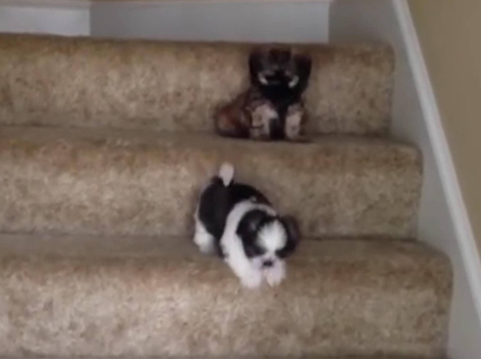 Klitzekleine Shih-tzu-Welpen auf der Treppe – YouTube / CutiesNFuzzies