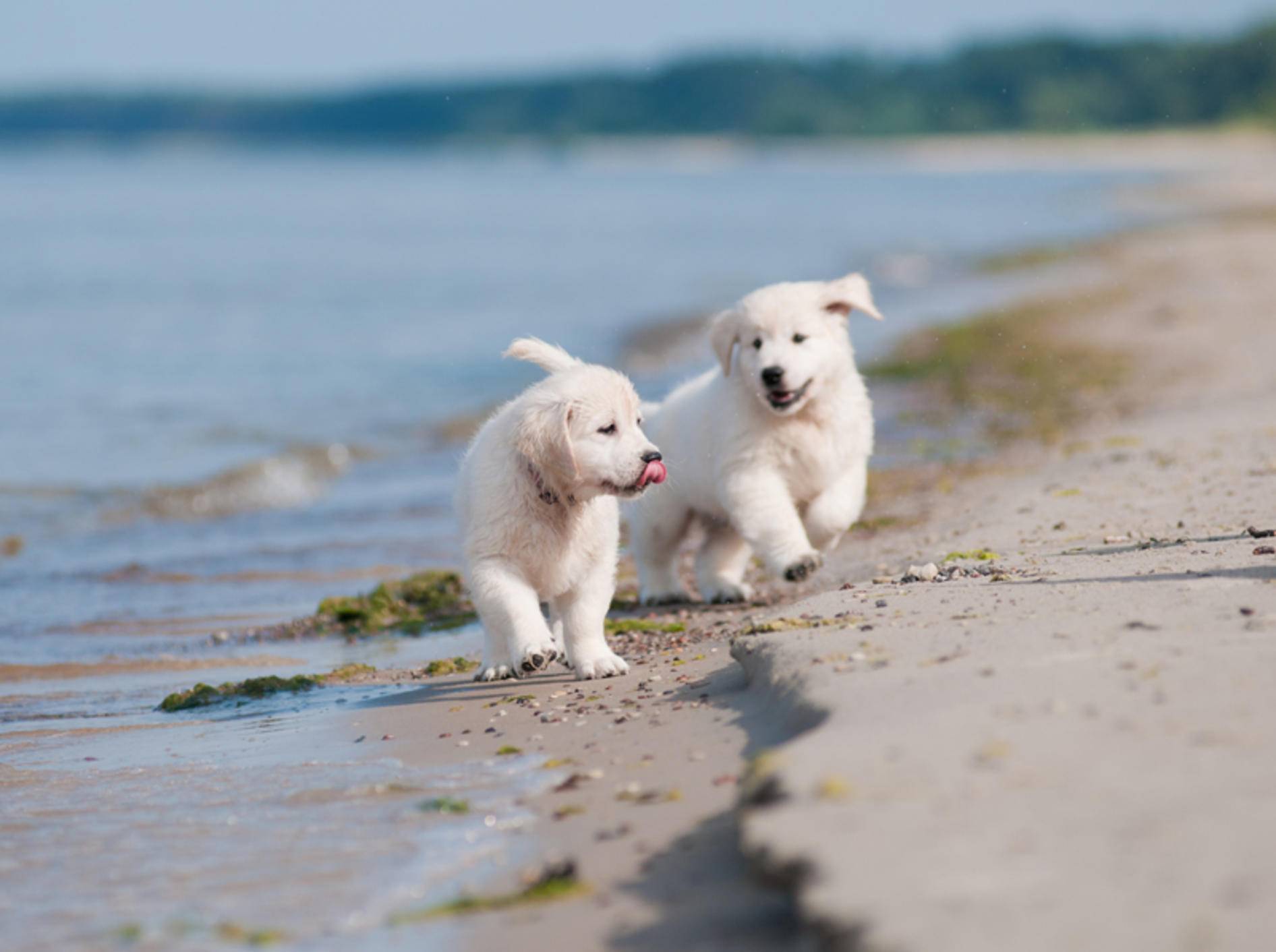 Hui, das macht Spaß! Zwei süße Golden Retriever Welpen am Hundestrand – Shutterstock / otsphoto