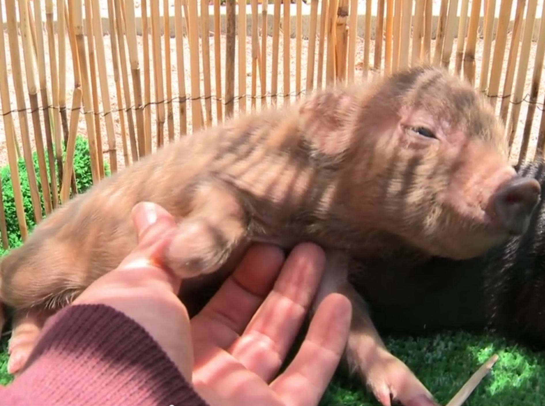 "Ui, das tut gut!", findet das kleine Mini-Schwein – YouTube / The Pet Collective