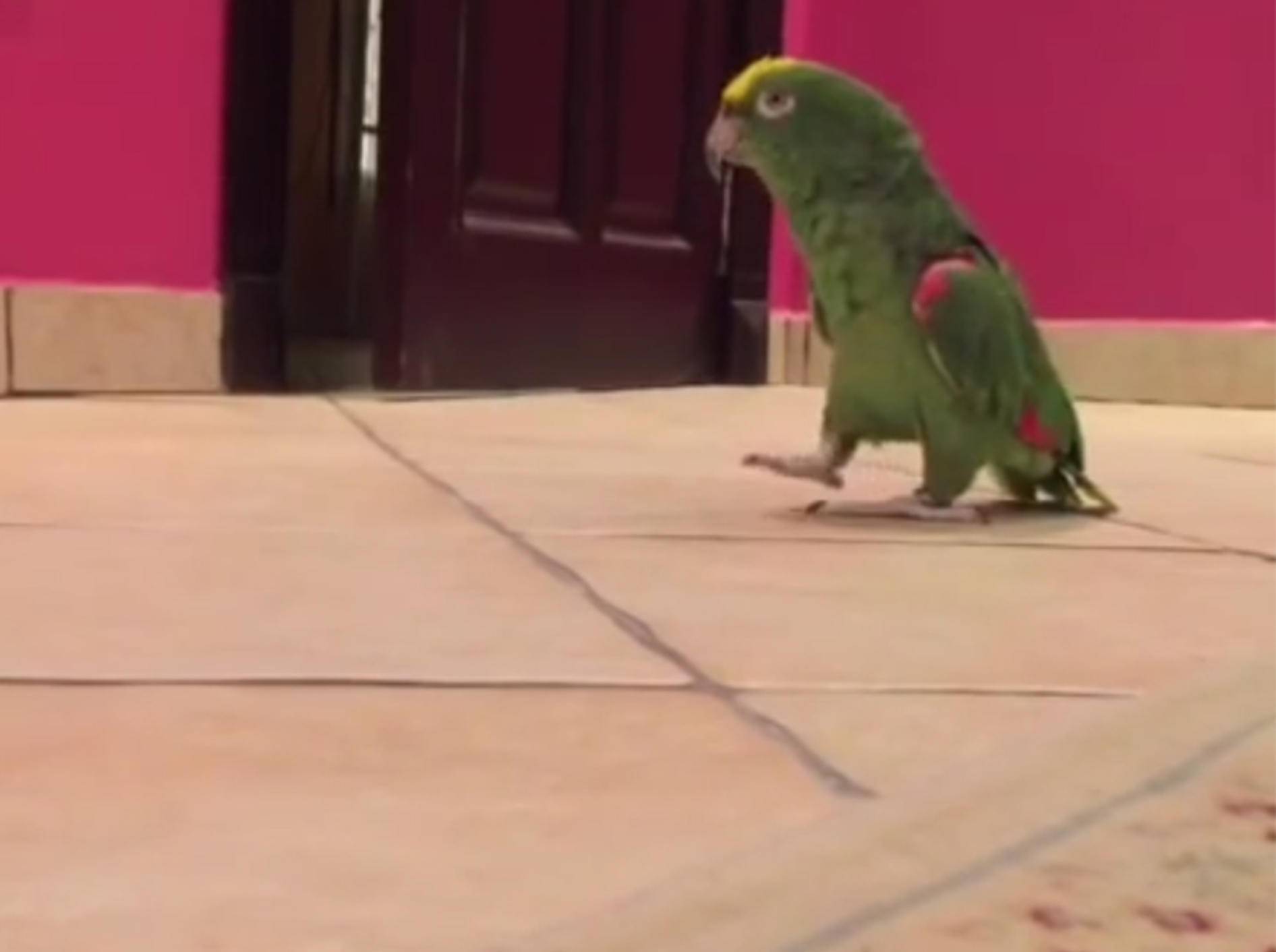 Dieser Papagei hat einen Vogel – YouTube / Mark G.