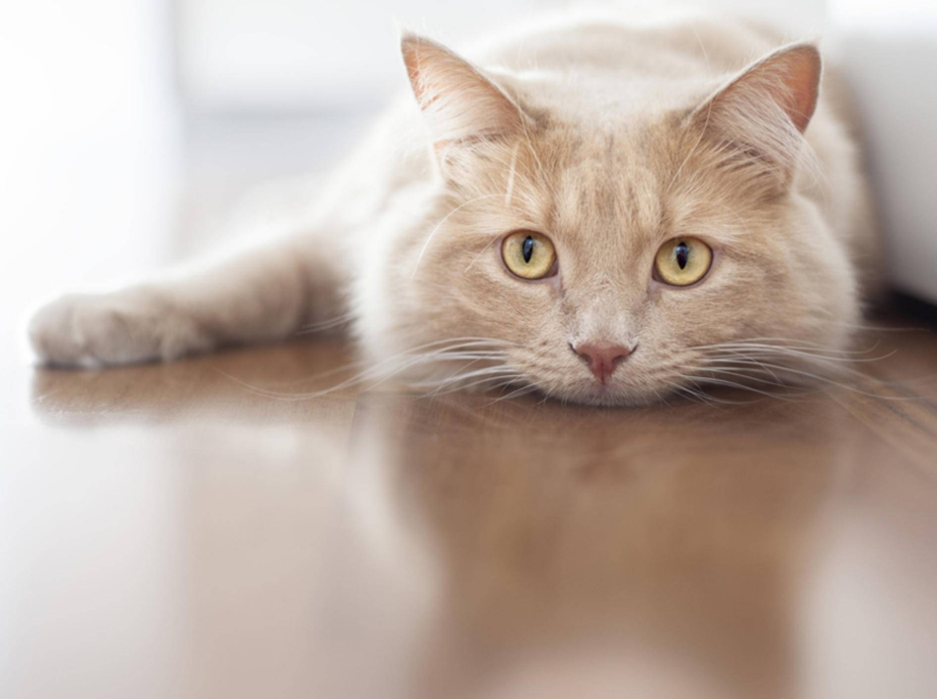 Leberinsuffizienz bei Katzen kann der Tierarzt in vielen Fällen behandeln – Bild: Shutterstock / Stefano Garau