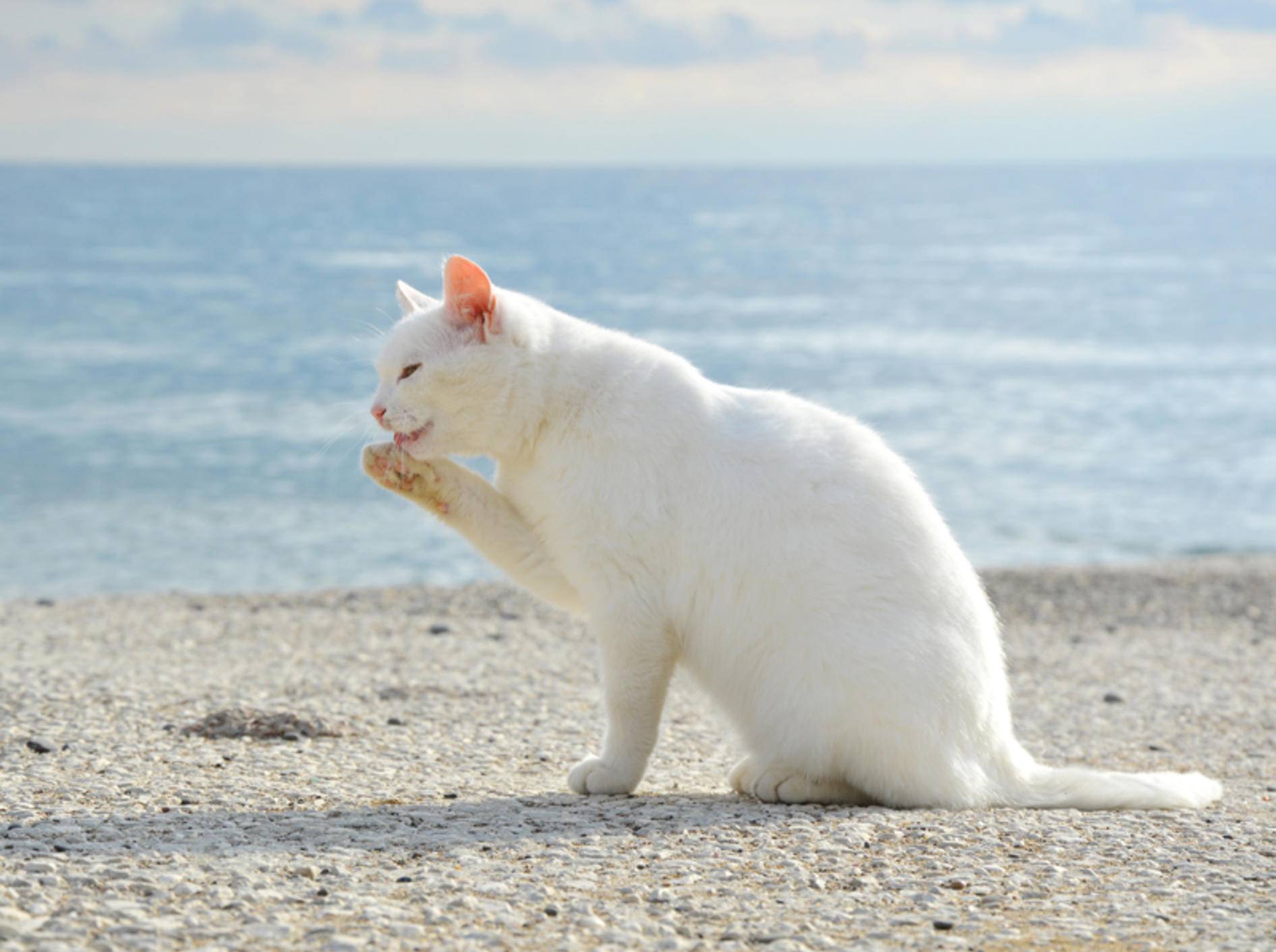 Weiße Katzen sind besonders gefährdet für Sonnenbrand – Shutterstock / Coniferine