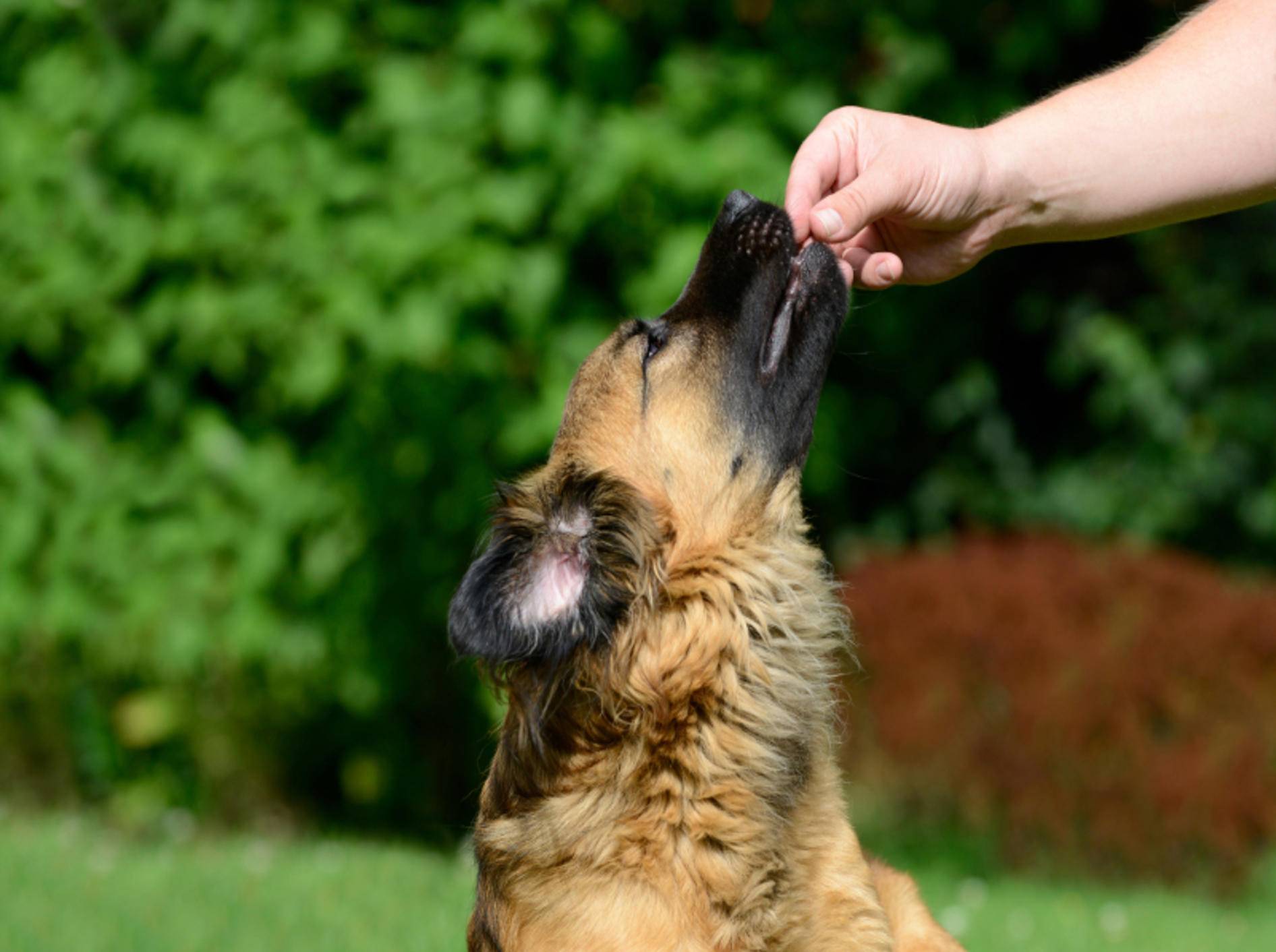 Mit Lob gelingt die Hundeerziehung am besten – Shutterstock / Schubbel