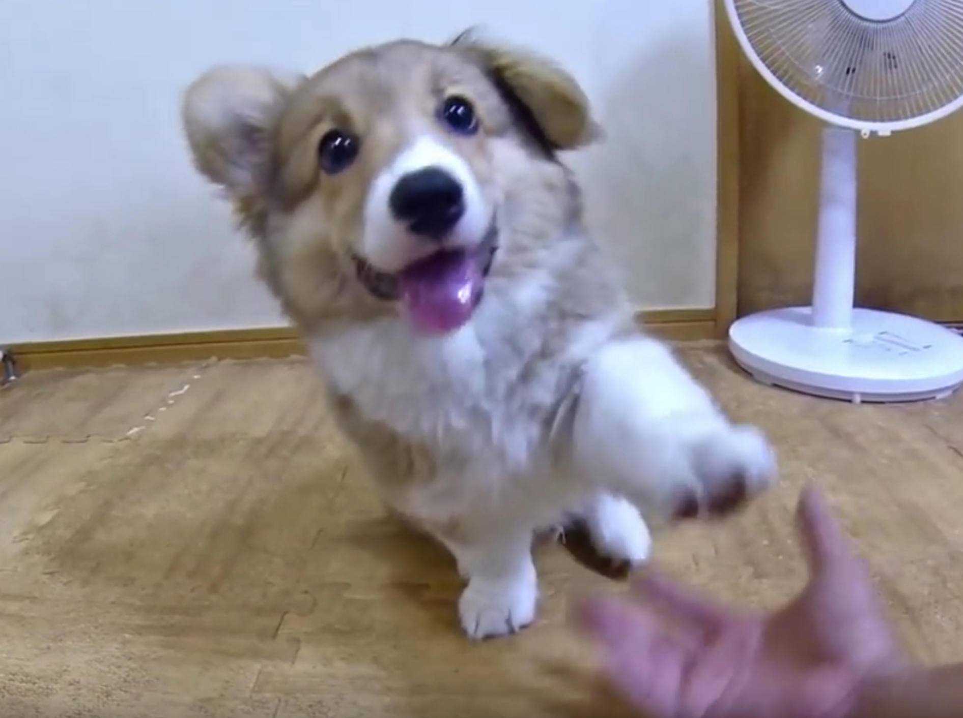 Schlauer Hund: Corgi Roku lernt Handzeichen – Bild: YouTube / Goro@Welsh corgi