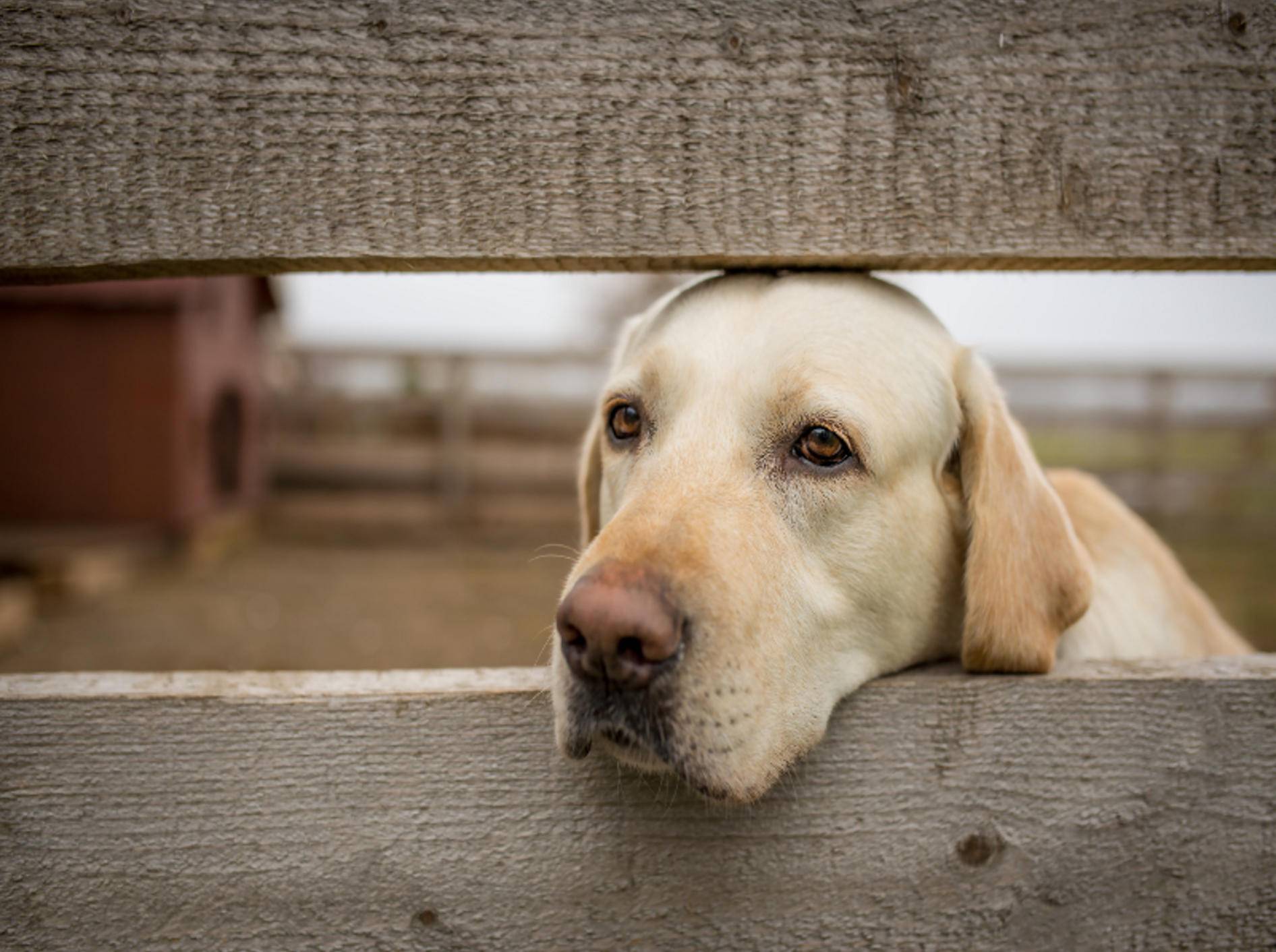 Die Symptome von Depressionen bei Hunden ähneln denen beim Menschen – Shutterstock / MIHAI DRAGNESCU