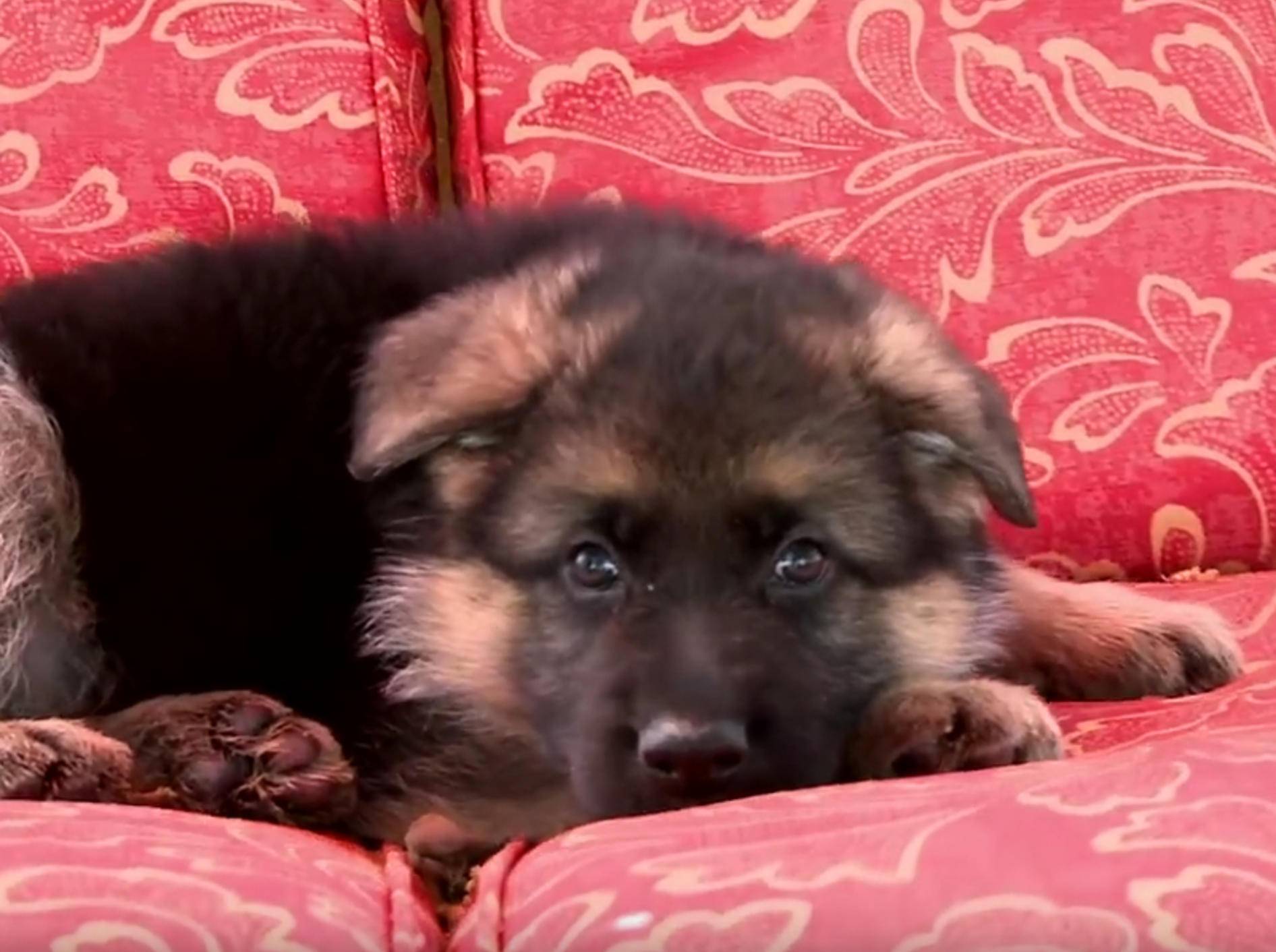 Deutscher Schäferhund: Hollywoodschaukel macht müde! – Bild: YouTube / The Pet Collective