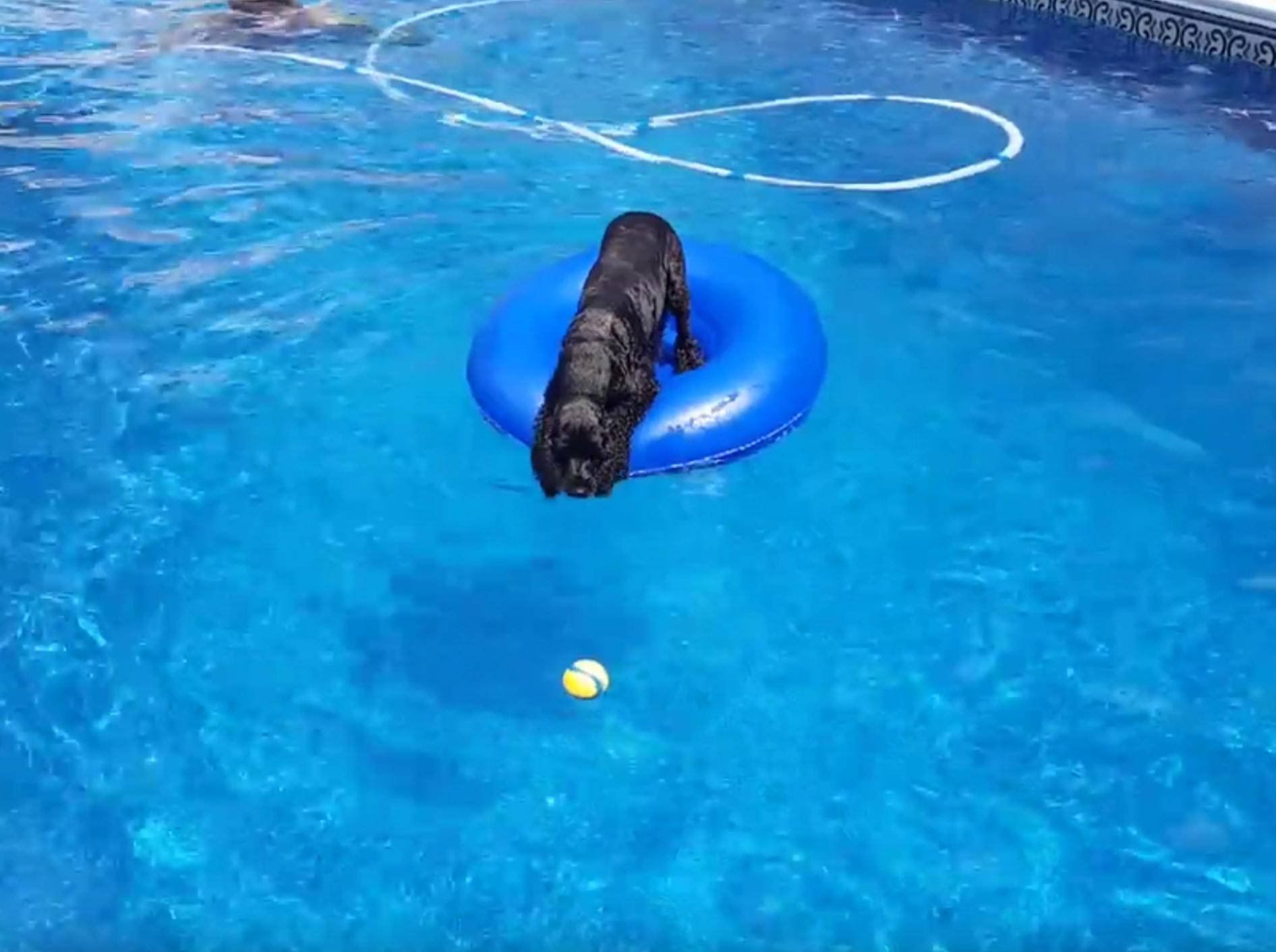 English Cocker Spaniel fischt Ball aus Pool, ohne nass zu werden – Bild: YouTube / Chantille C
