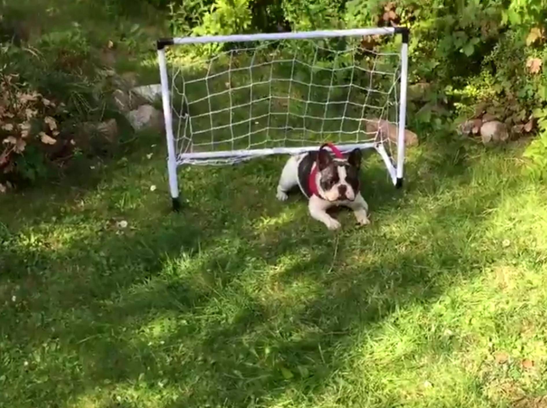 Französische Bulldogge übt sich als Torwart – Bild: YouTube / Rumble Viral