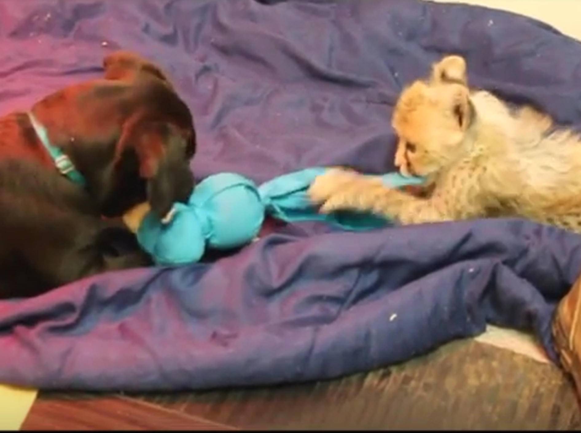 Gepard-Baby und Hunde-Kumpel beim Spielen – YouTube / Taronga Sidney