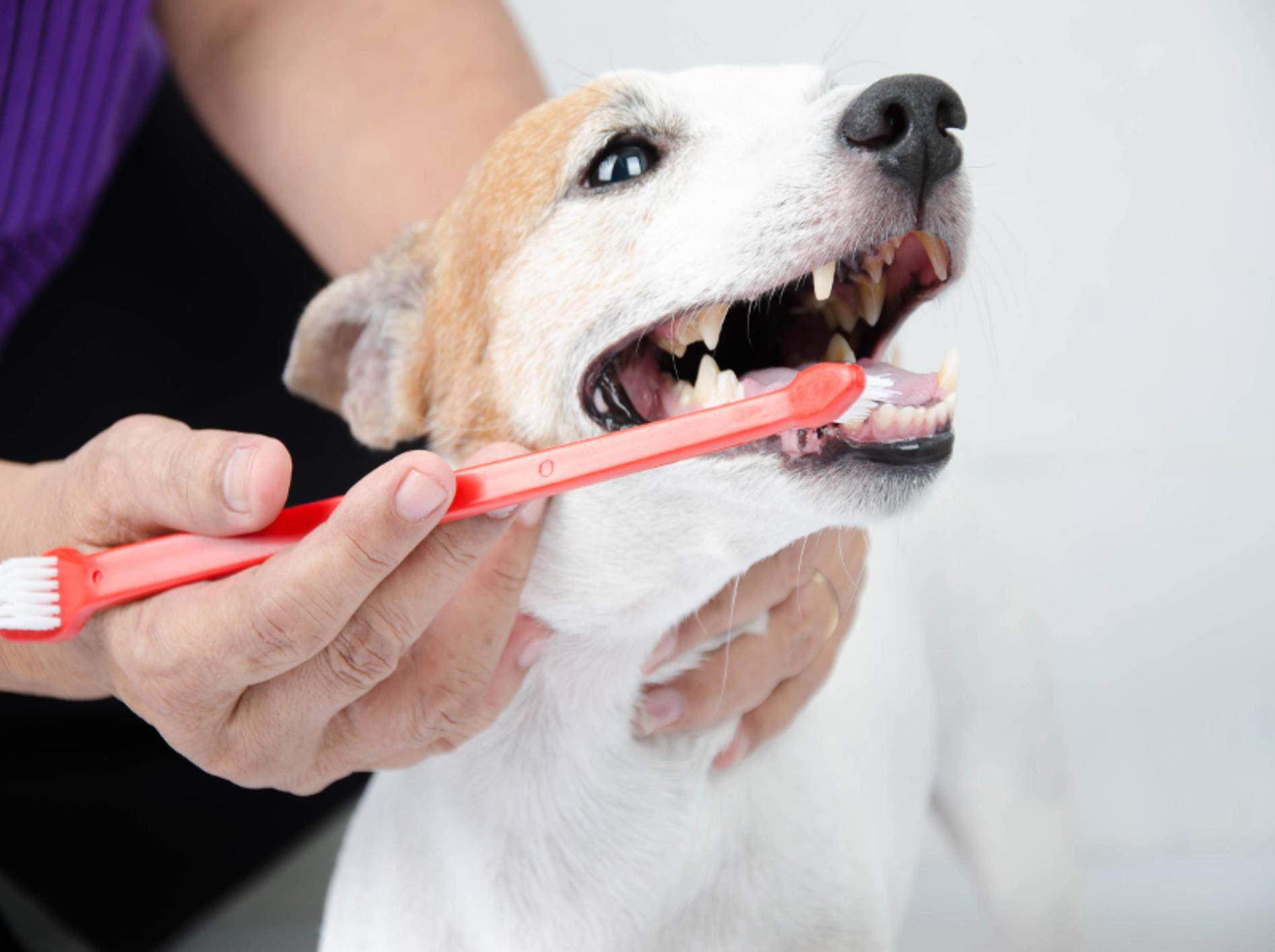 Mit Zahnpflege lässt sich Mundgeruch beim Hund lindern – Shutterstock / wckiw
