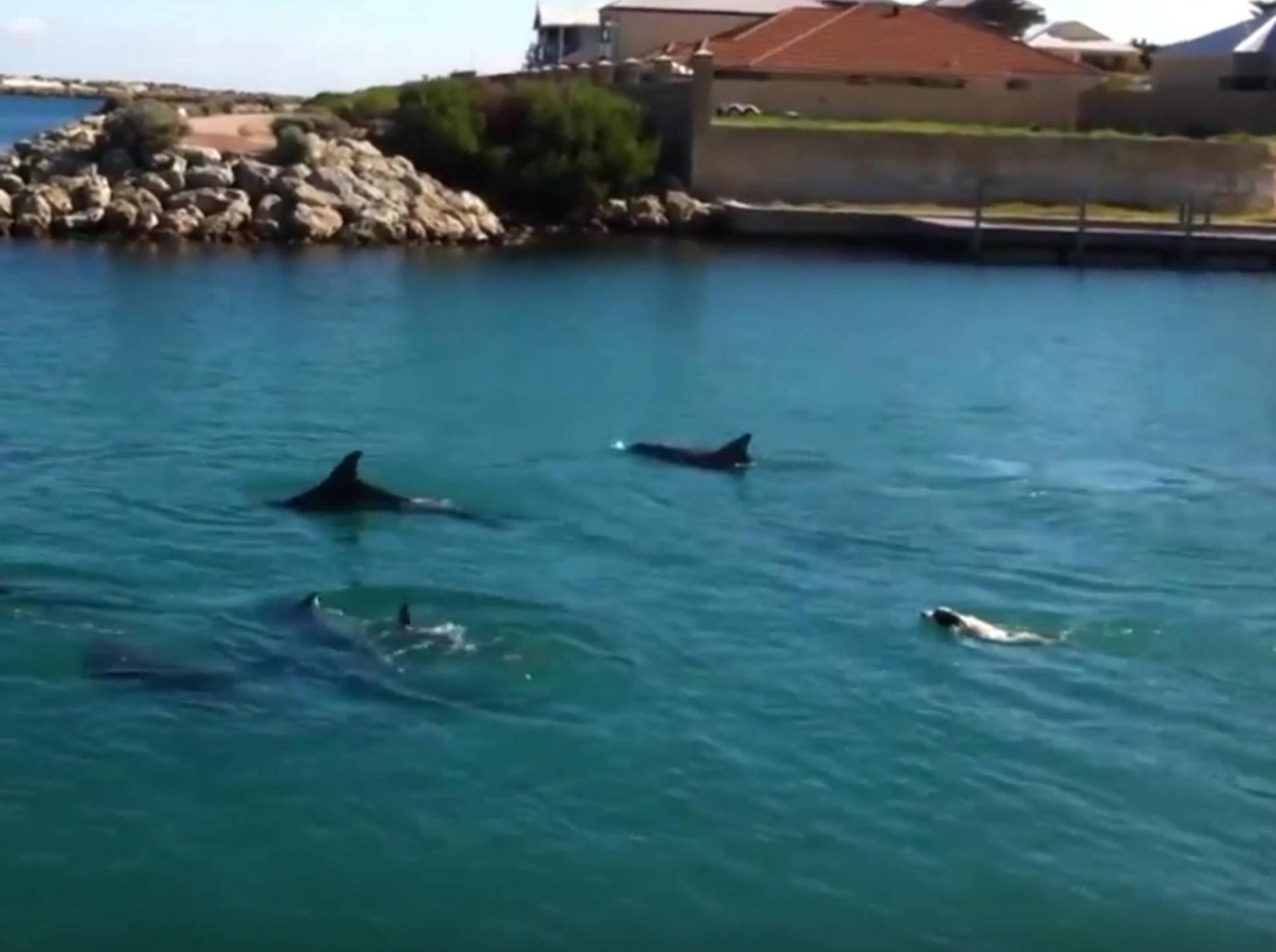 Cooler Hund im Wasser: "Delfine, wartet doch auf mich! – BIld: YouTube / JukinVideo