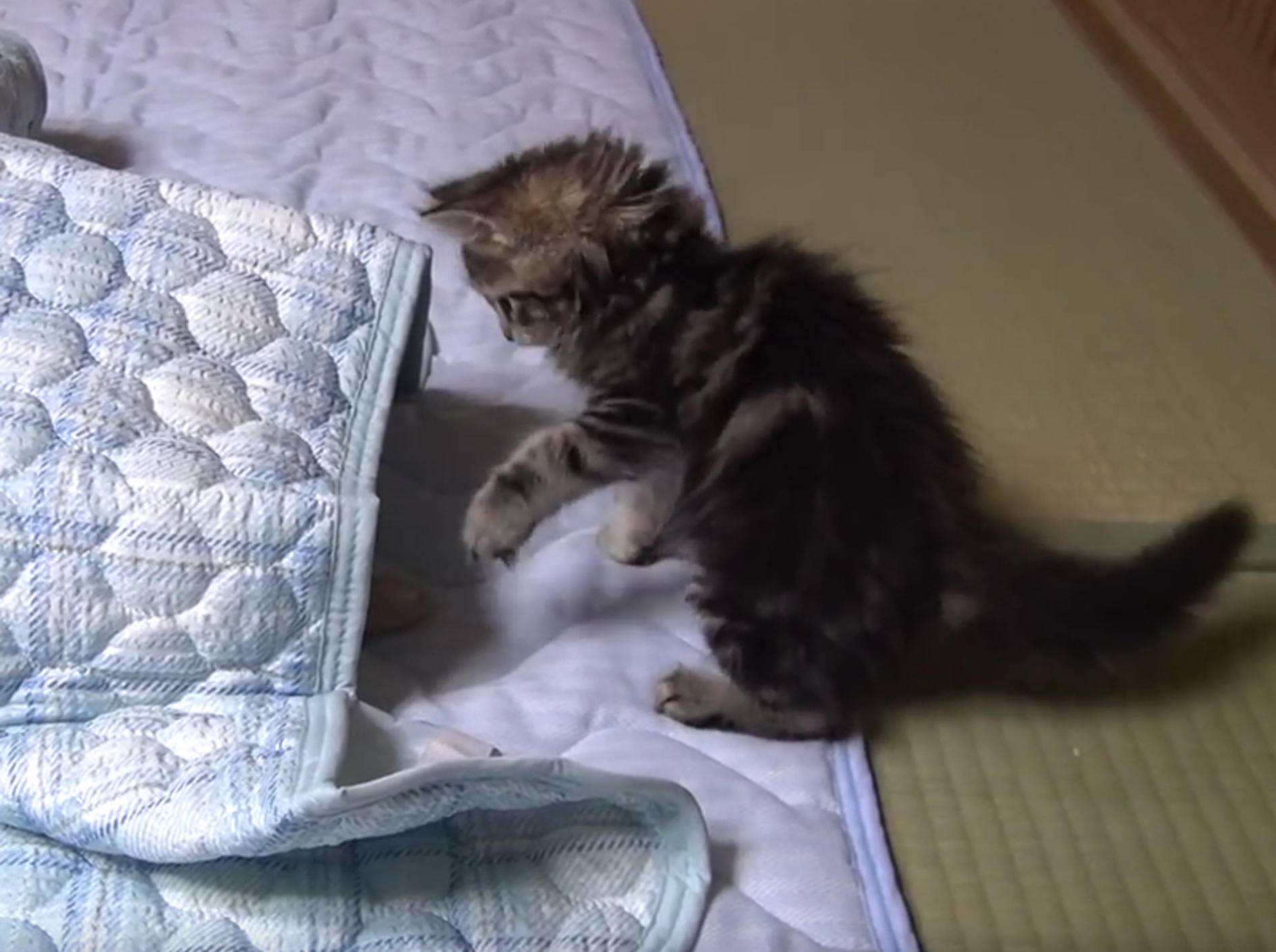 Kätzchen Osamu spielt Detektiv – Bild: YouTube / 10 Cats.