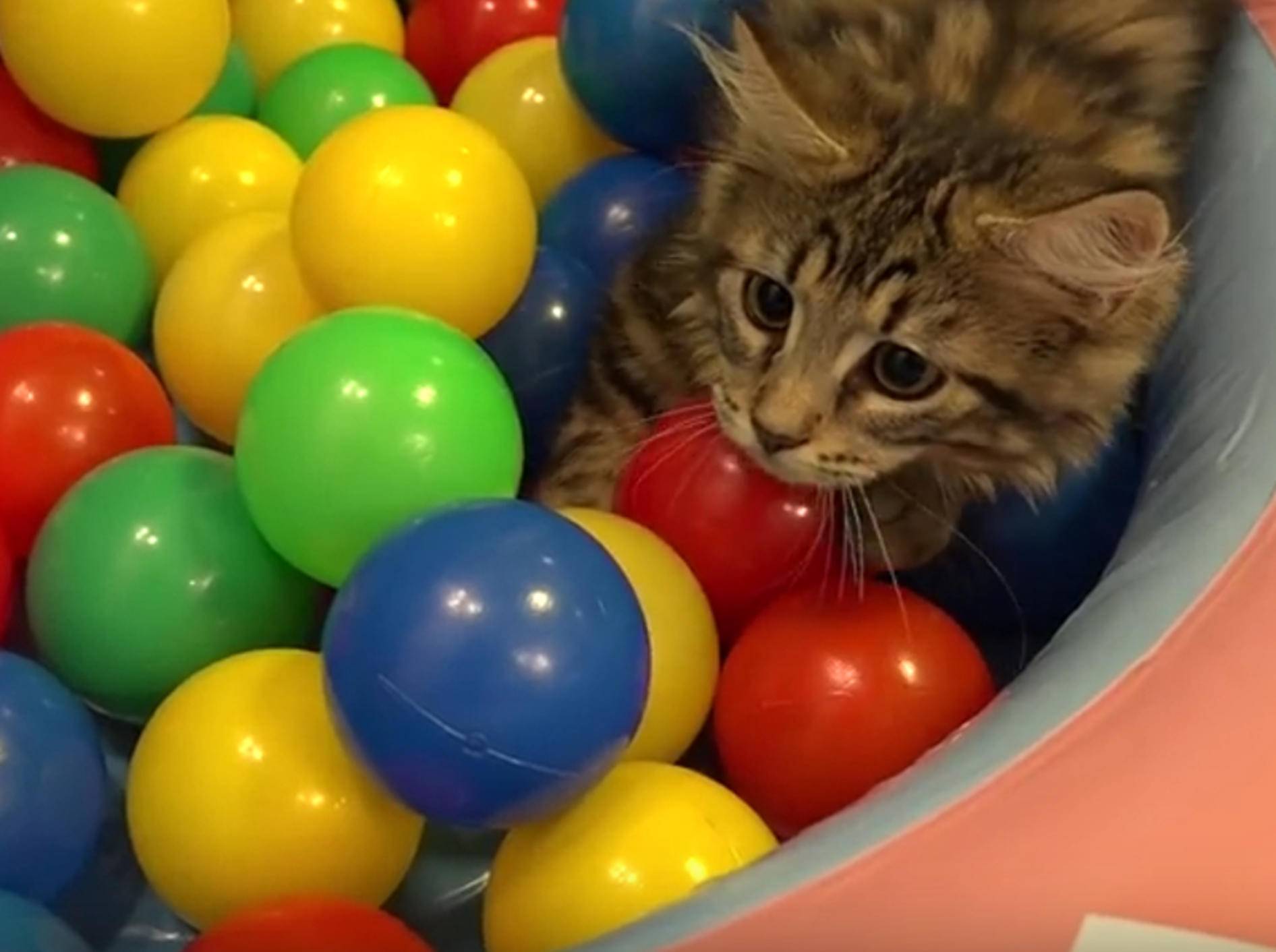 Zeit zum Spielen: Kätzchen toben im Bällebad – Bild: YouTube / 10 Cats.