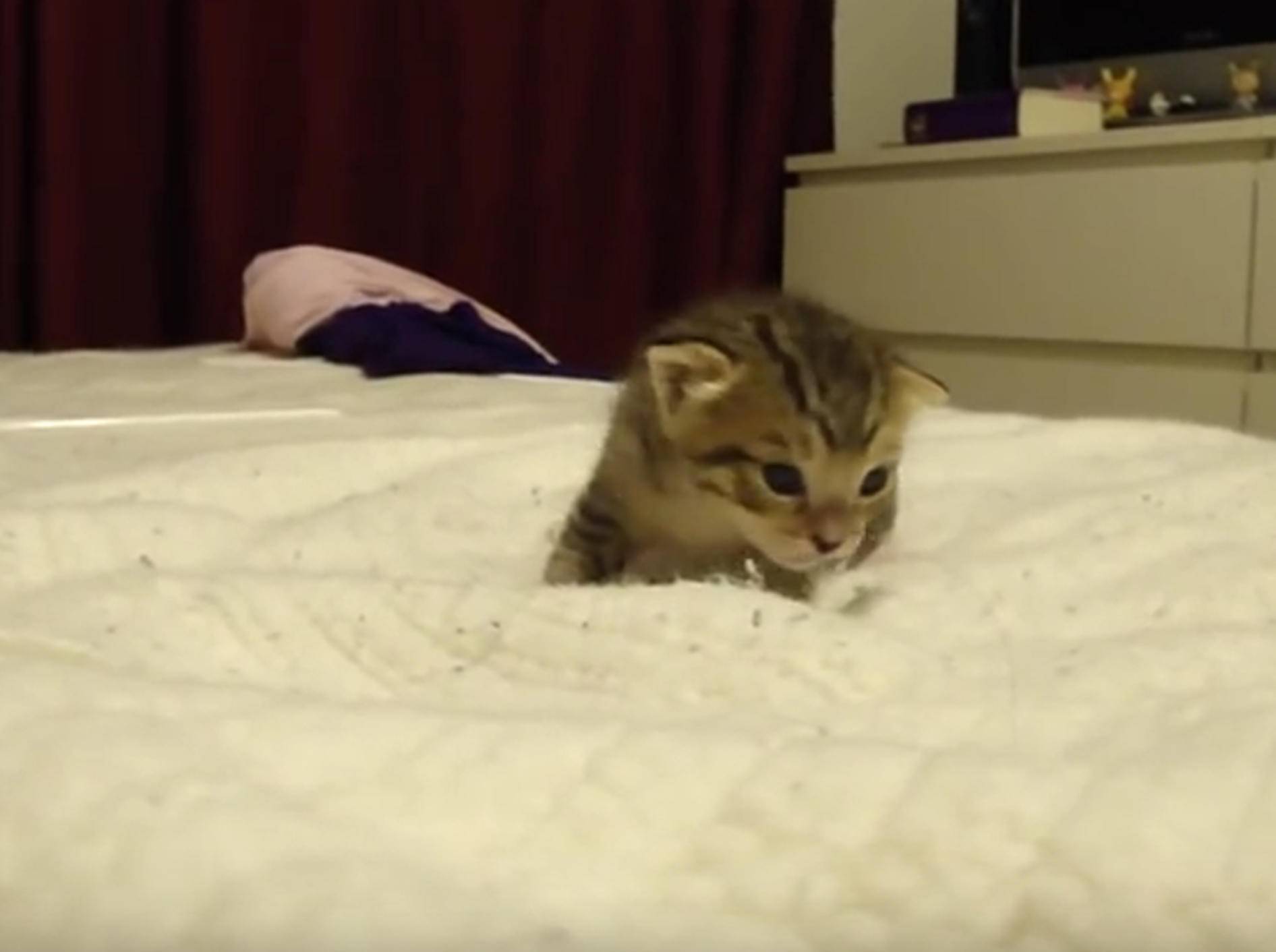 "Ab in die Heia!" Katzenmama trägt Mini-Miez ins Bettchen – Bild: YouTube / nycbooster