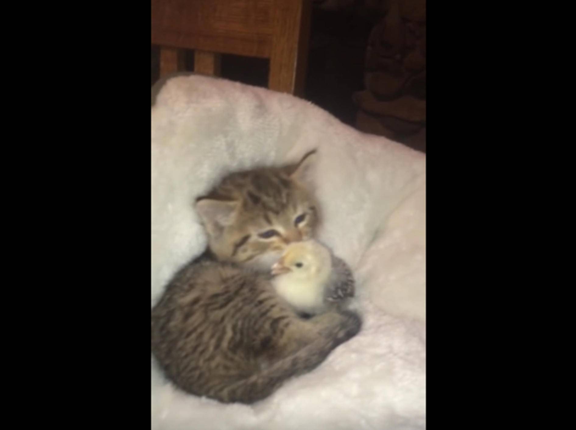 Niedlicher Doppelflausch: Kätzchen und Küken beim Kuscheln – Bild: YouTube / Maura Fuller