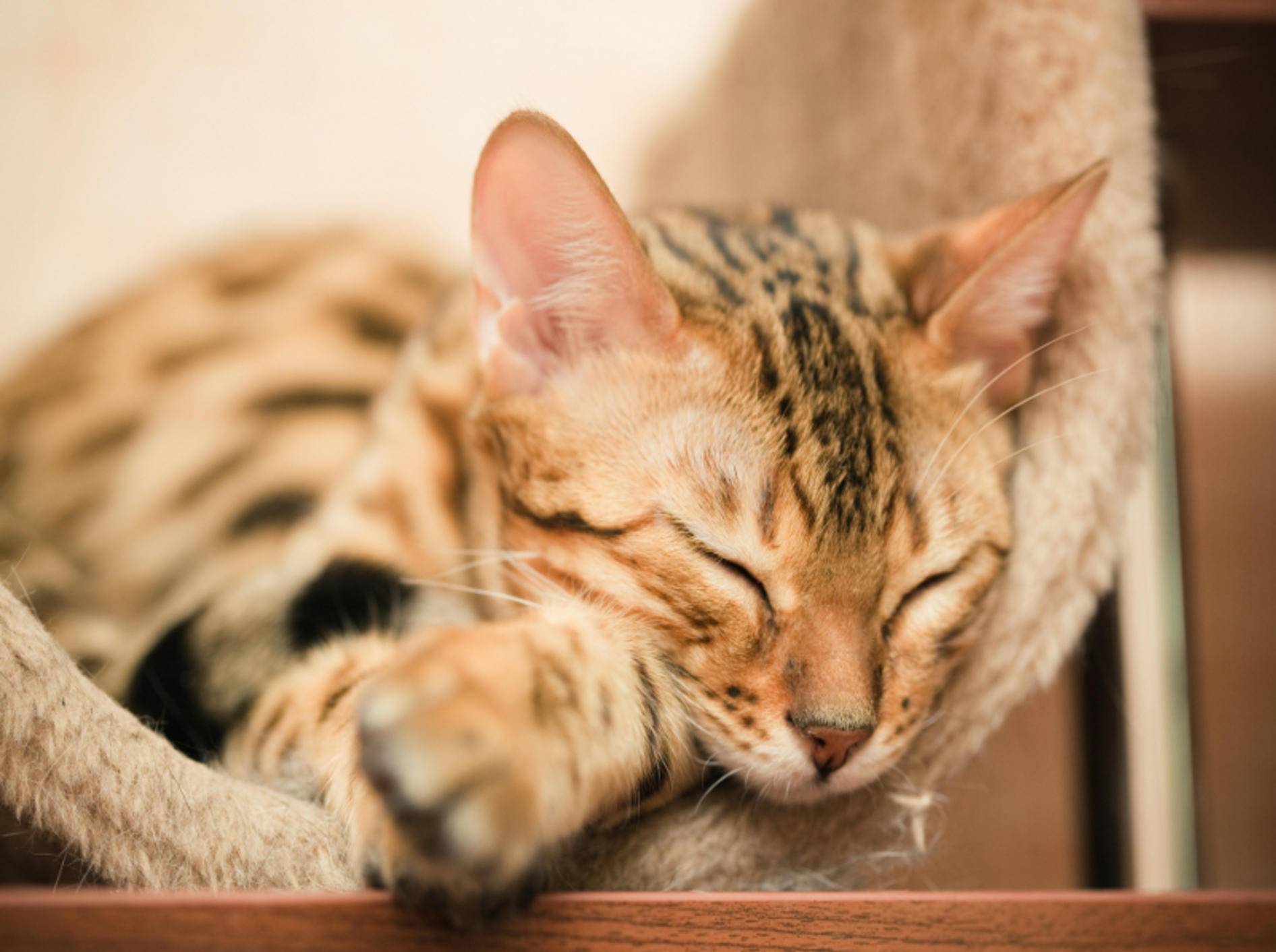 Die Kanaani-Katze ist eine sehr schöne Samtpfote – Shutterstock / Shvaygert Ekaterina