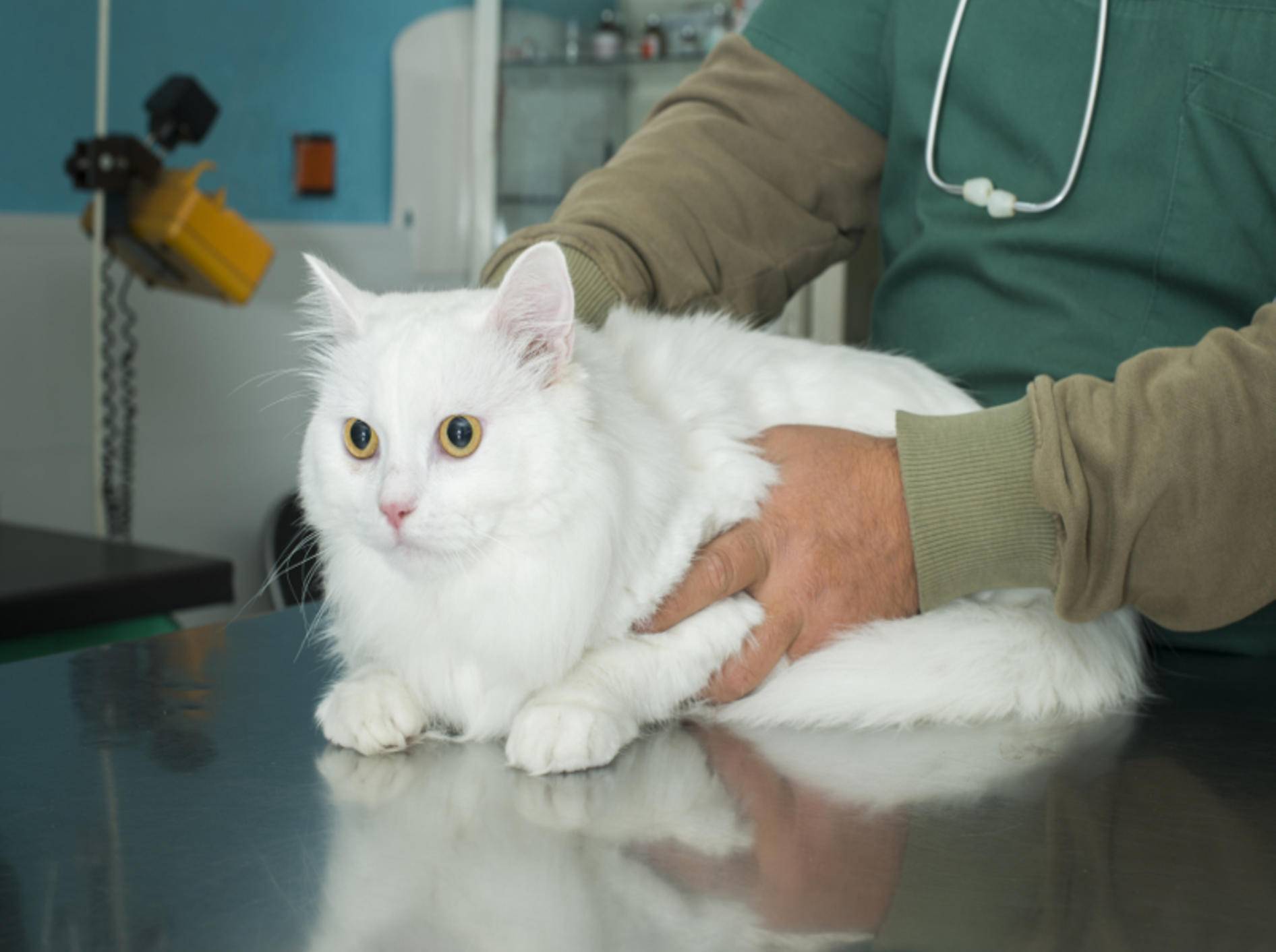 Manchmal kann nur eine Röntgen-Untersuchung zeigen, was der Katze fehlt – Shutterstock / Deyan Georgiev