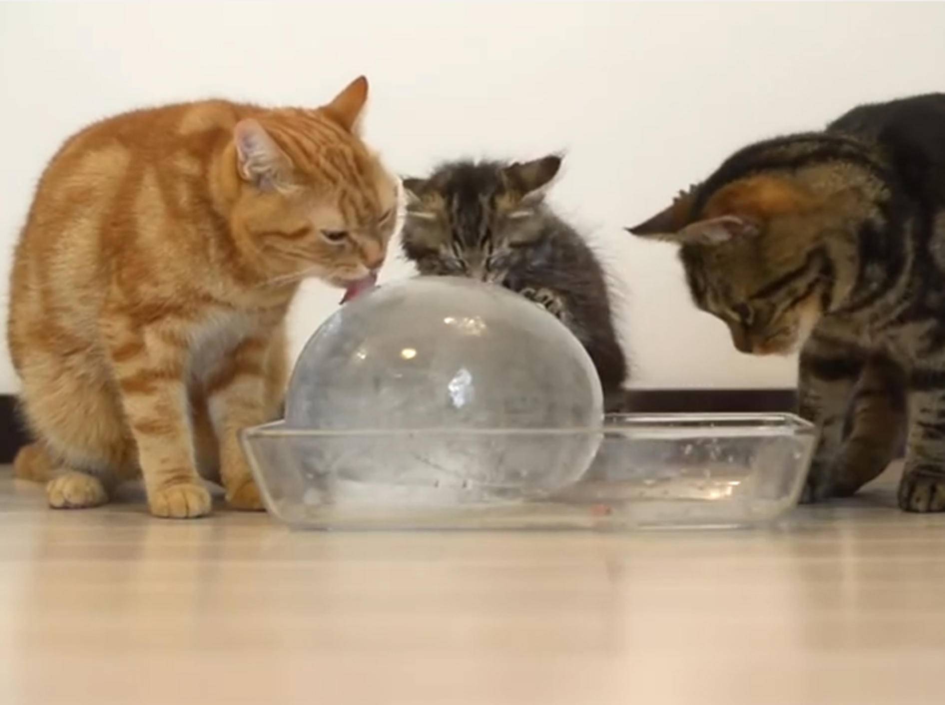 Eine willkommene Abkühlung: Katzen mit Eisball – YouTube / 10 Cats.