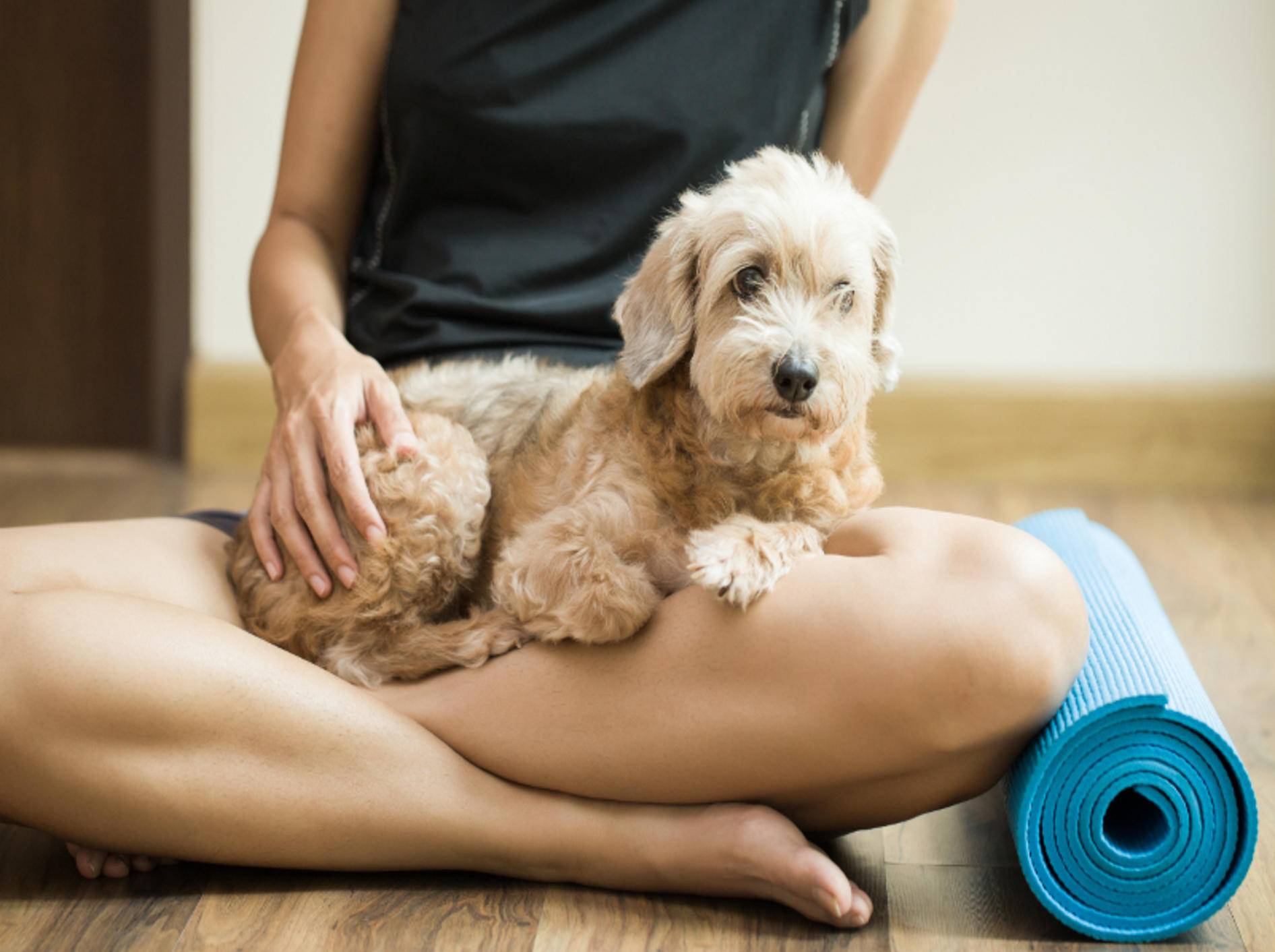 Ommm! Doga ist Entspannung pur für Hund und Halter – Shutterstock / Chutima Chaochaiya