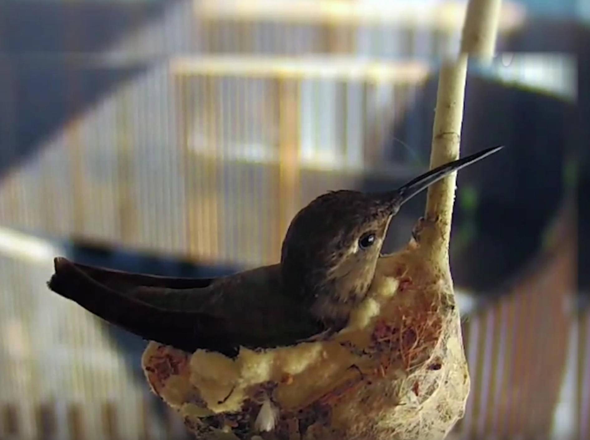 Kolibri sucht Rampenlicht: Nestbau vor Kamera – Bild: YouTube / The University of Arizona