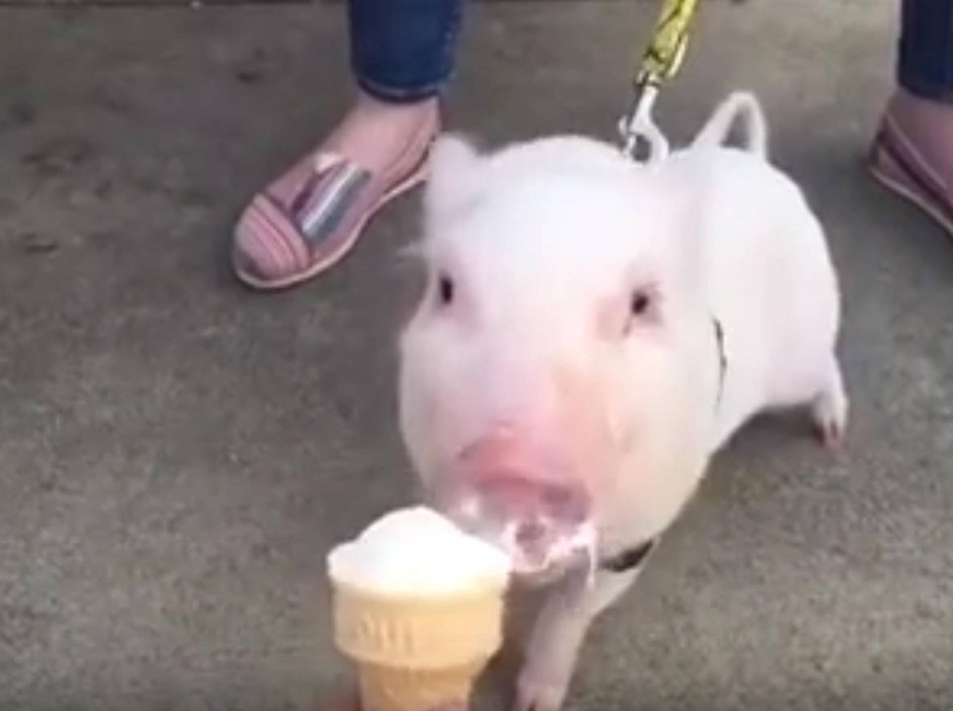 Mini-Schwein futtert zum Geburtstag Eiscreme – Bild: YouTube / Rumble Viral