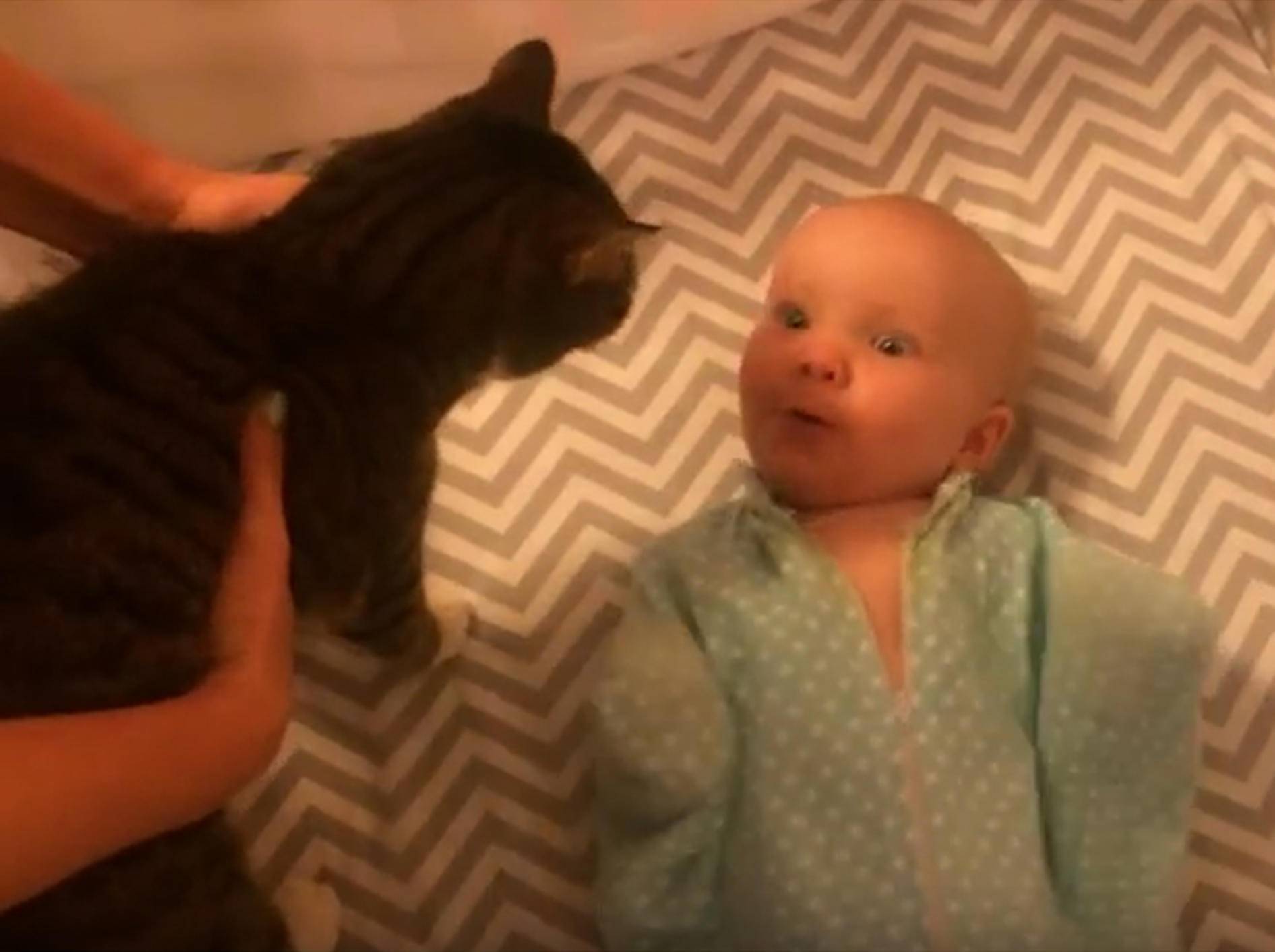 "Ui, eine Katze!", staunt das süße Baby – YouTube / Merkley Family