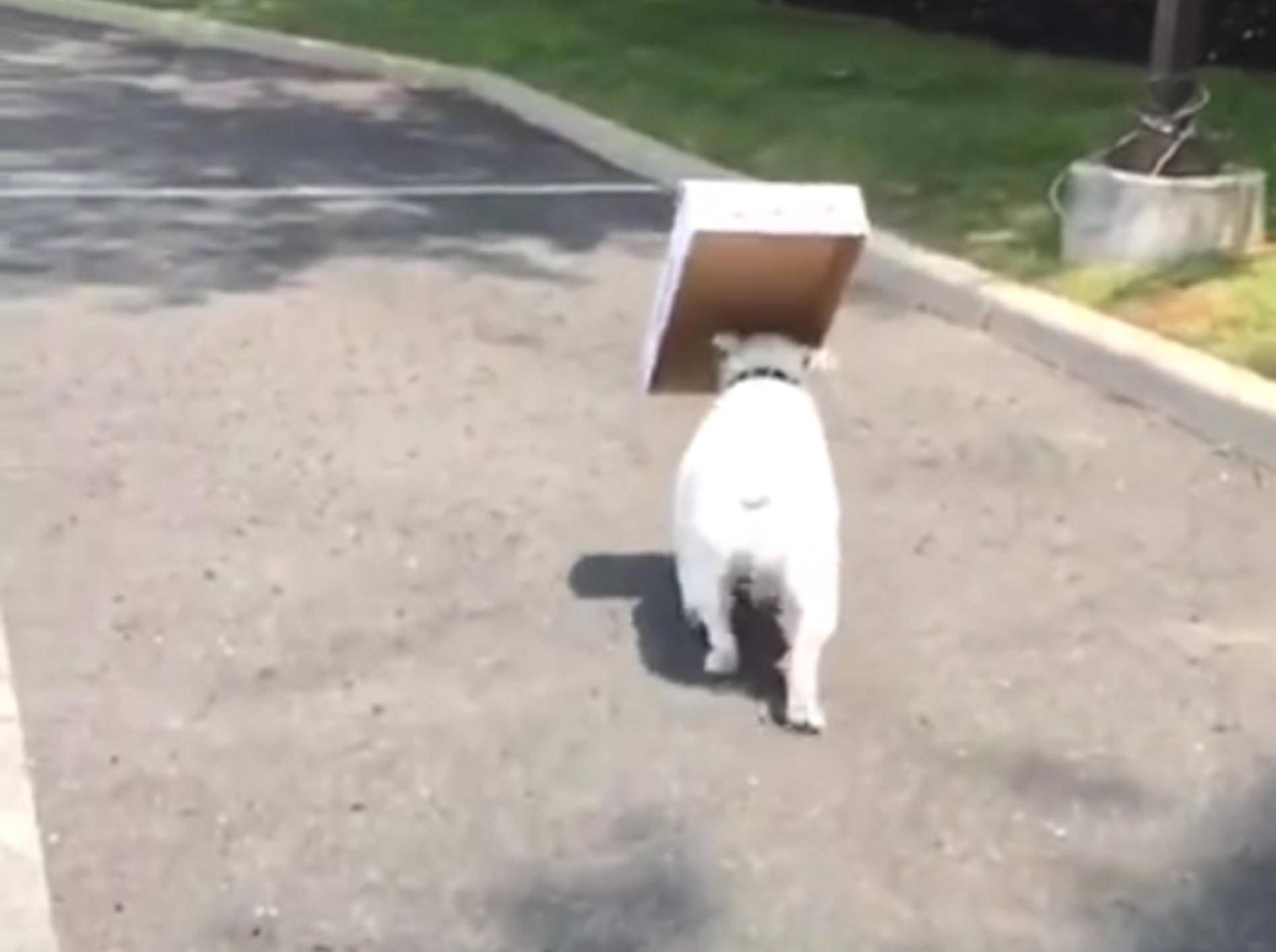 Bulldogge Diesel: "Das ist mein Karton!" – YouTube / Isabel Santos