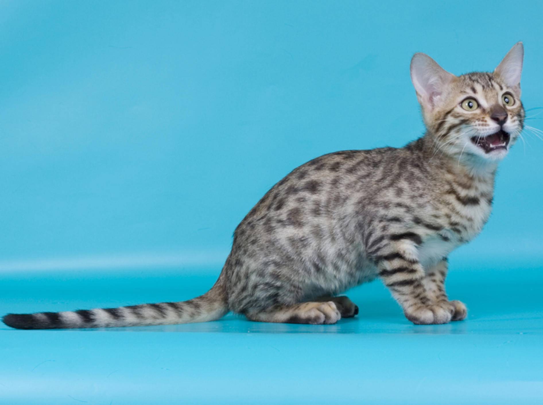 Tupfen, Tupfen, Tupfen! Süße California Spangled Katze – Shutterstock / Vasiliy Khimenko