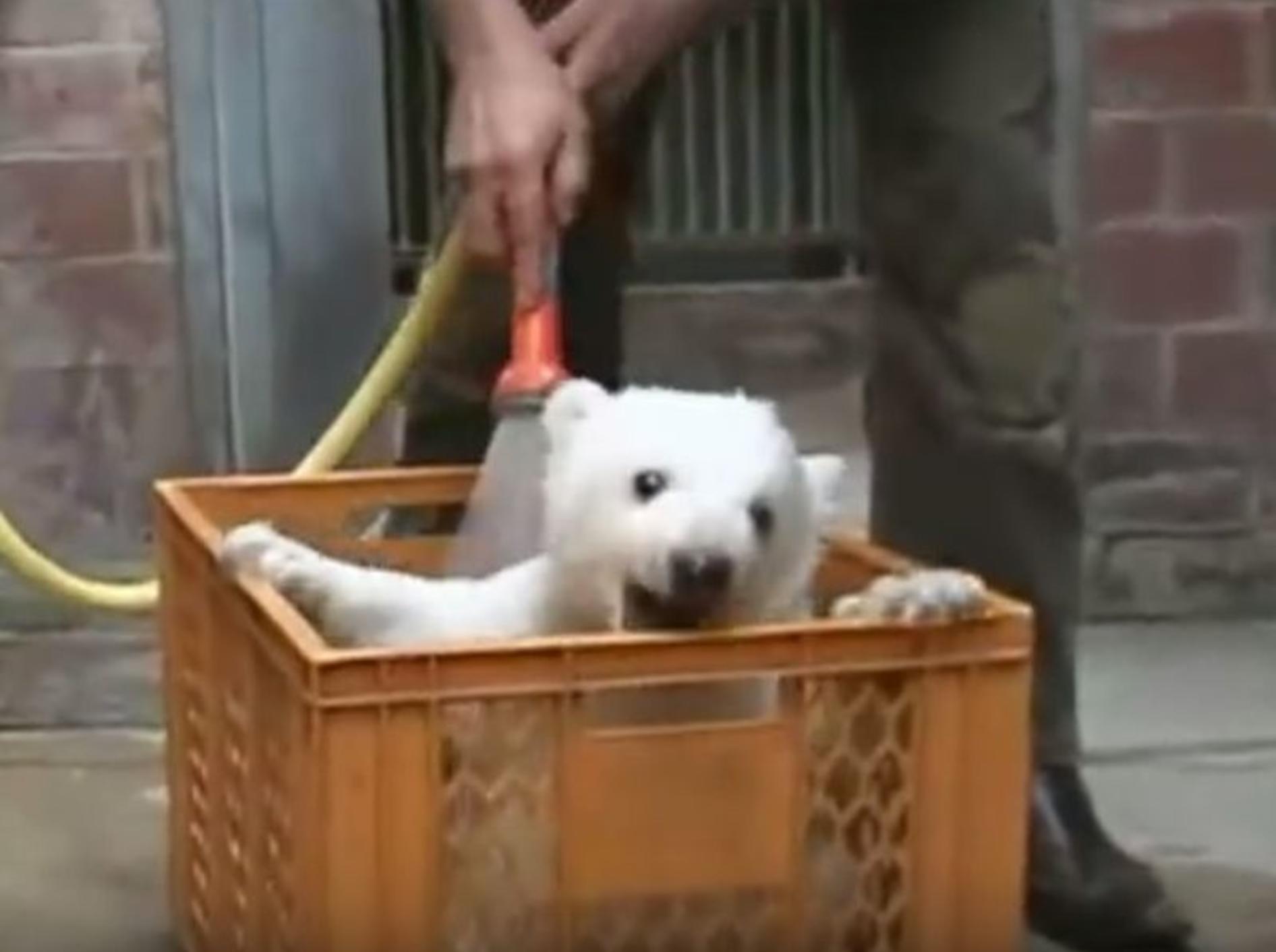 Eisbär Knut als Baby – YouTube / Fritz51212