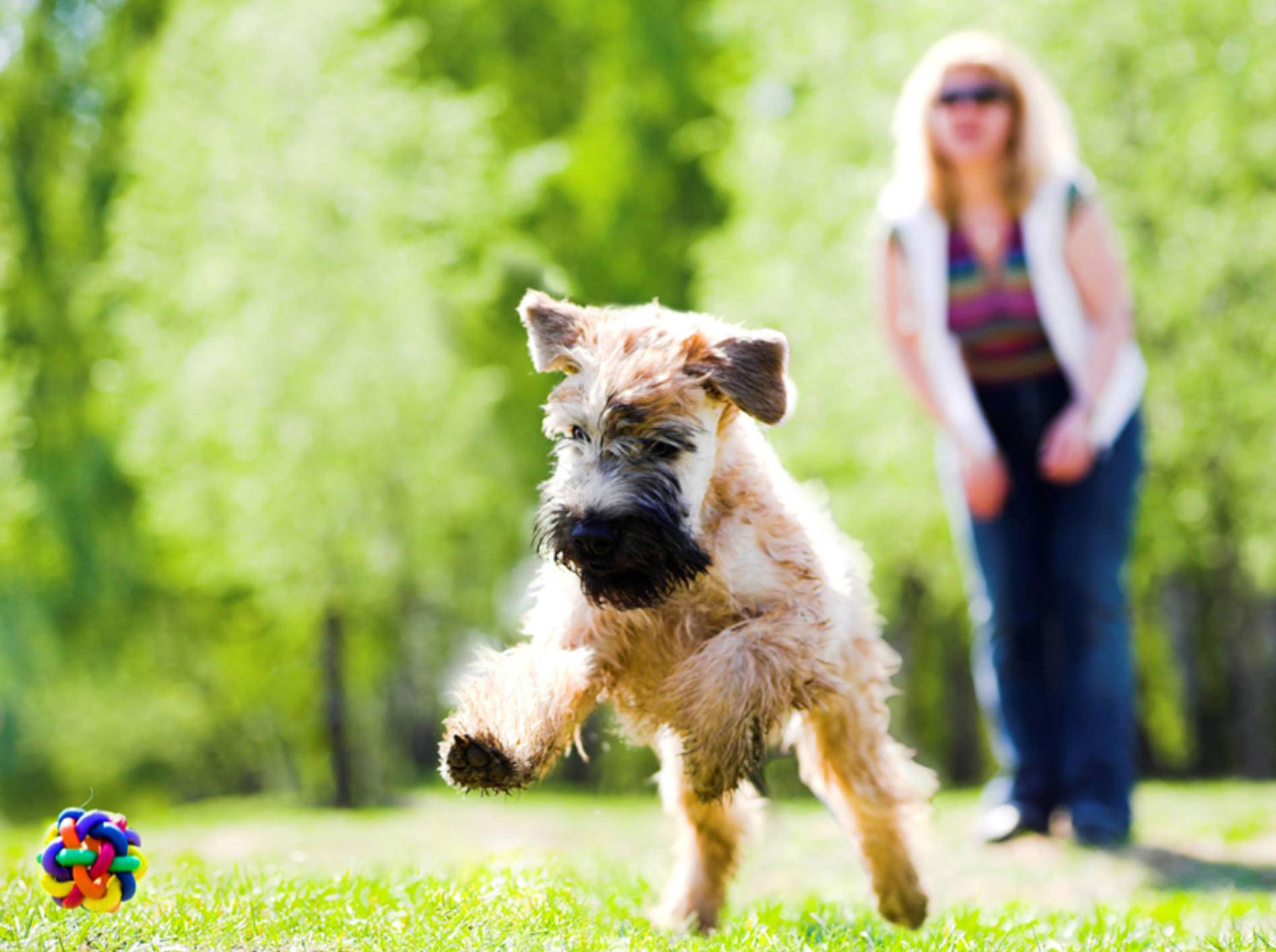 "Hui, das macht Spaß!": So sehen glückliche Hunde aus – Shutterstock / Denis Babenko