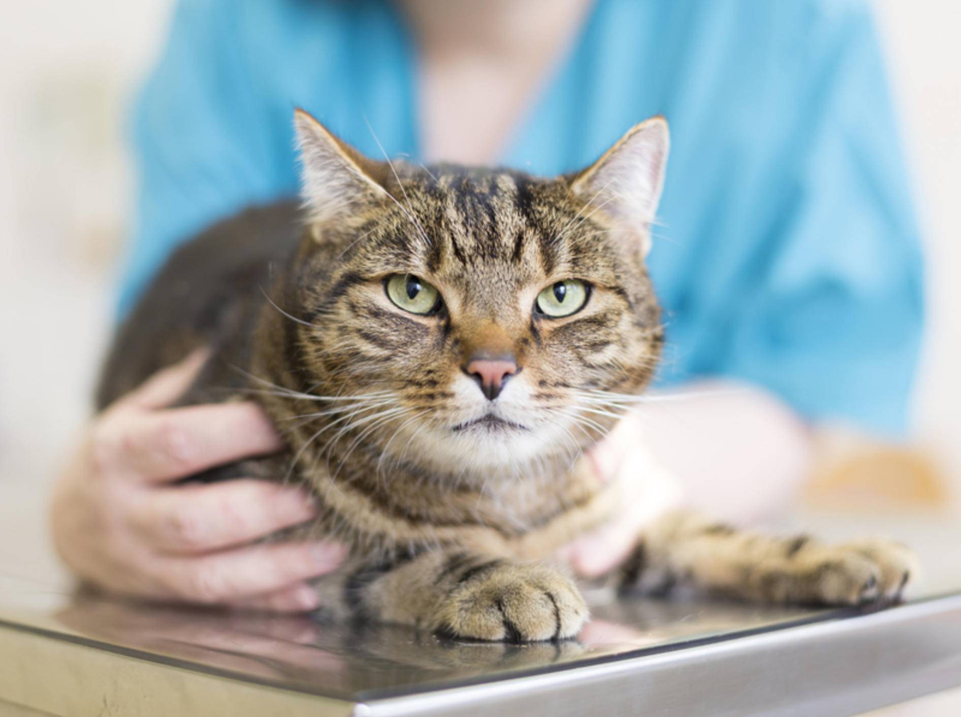 Vor einer Röntgen-Untersuchung wird die Katze vom Tierarzt durchgecheckt – Shutterstock / brodtcast