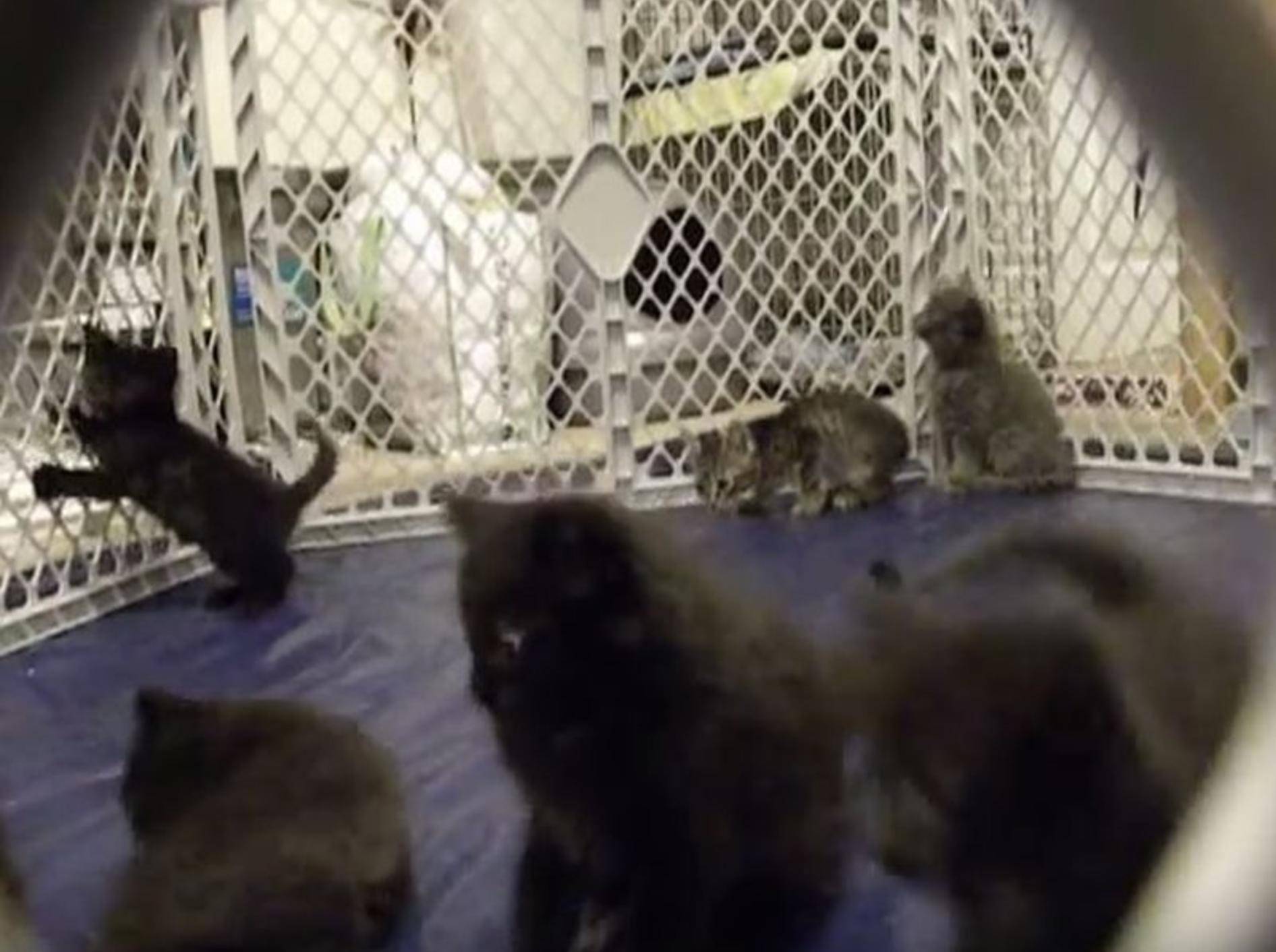 Süße Kätzchen hopsen um die Wette – YouTube / Urkah_Camp