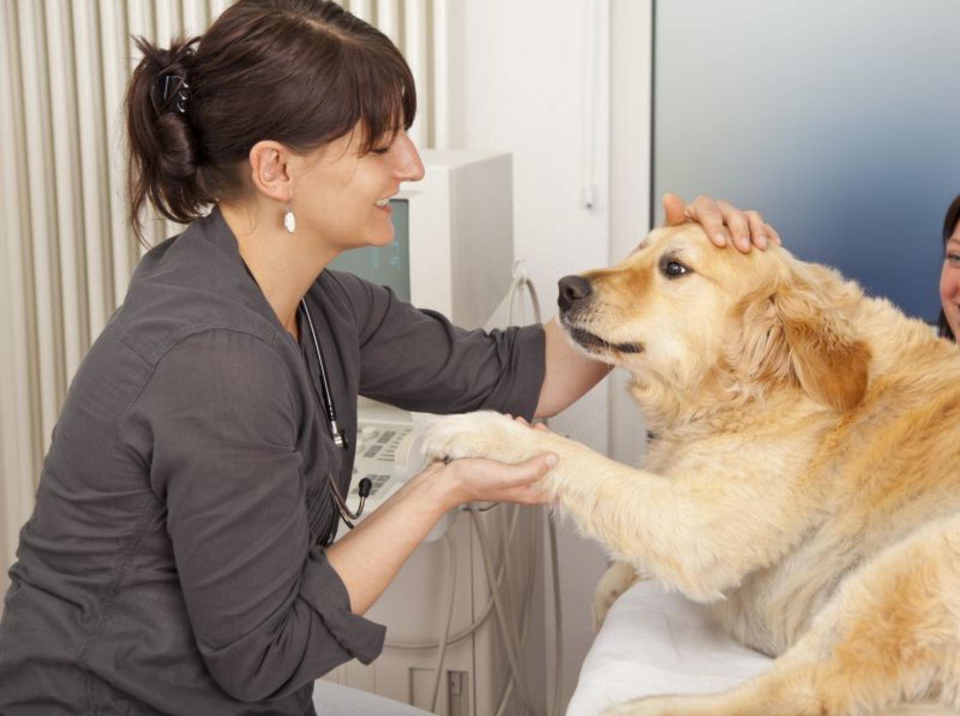 Eine Blutegeltherapie kann zum Beispiel einem Hund mit Gelenkproblemen helfen – Shutterstock / foto ARts