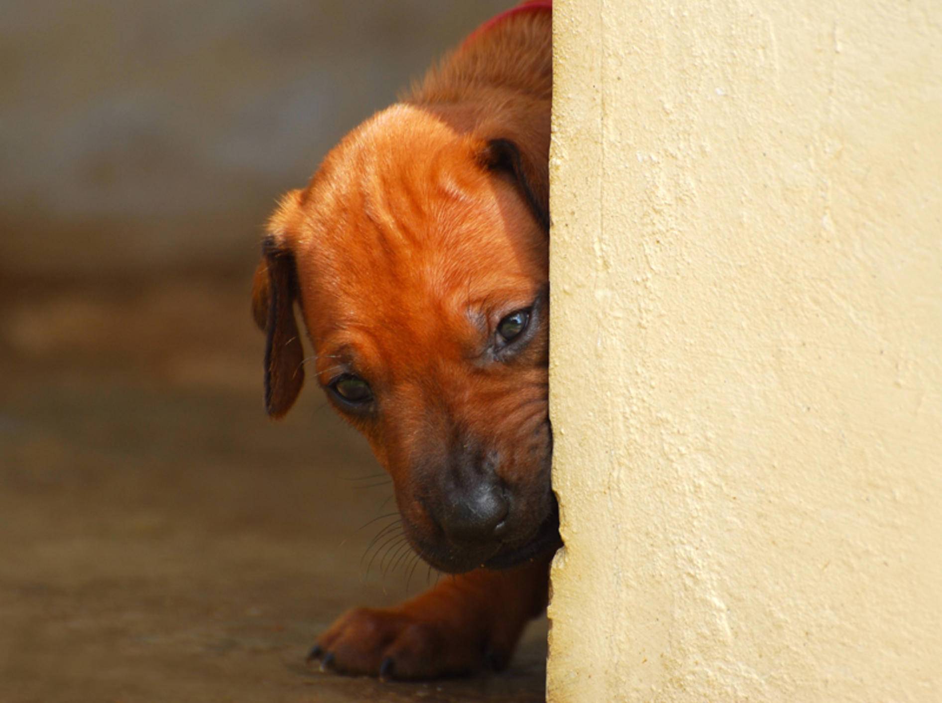 Die Ursachen einer Angststörung beim Hund sind vielfältig – Shutterstock / Anke van Wyk