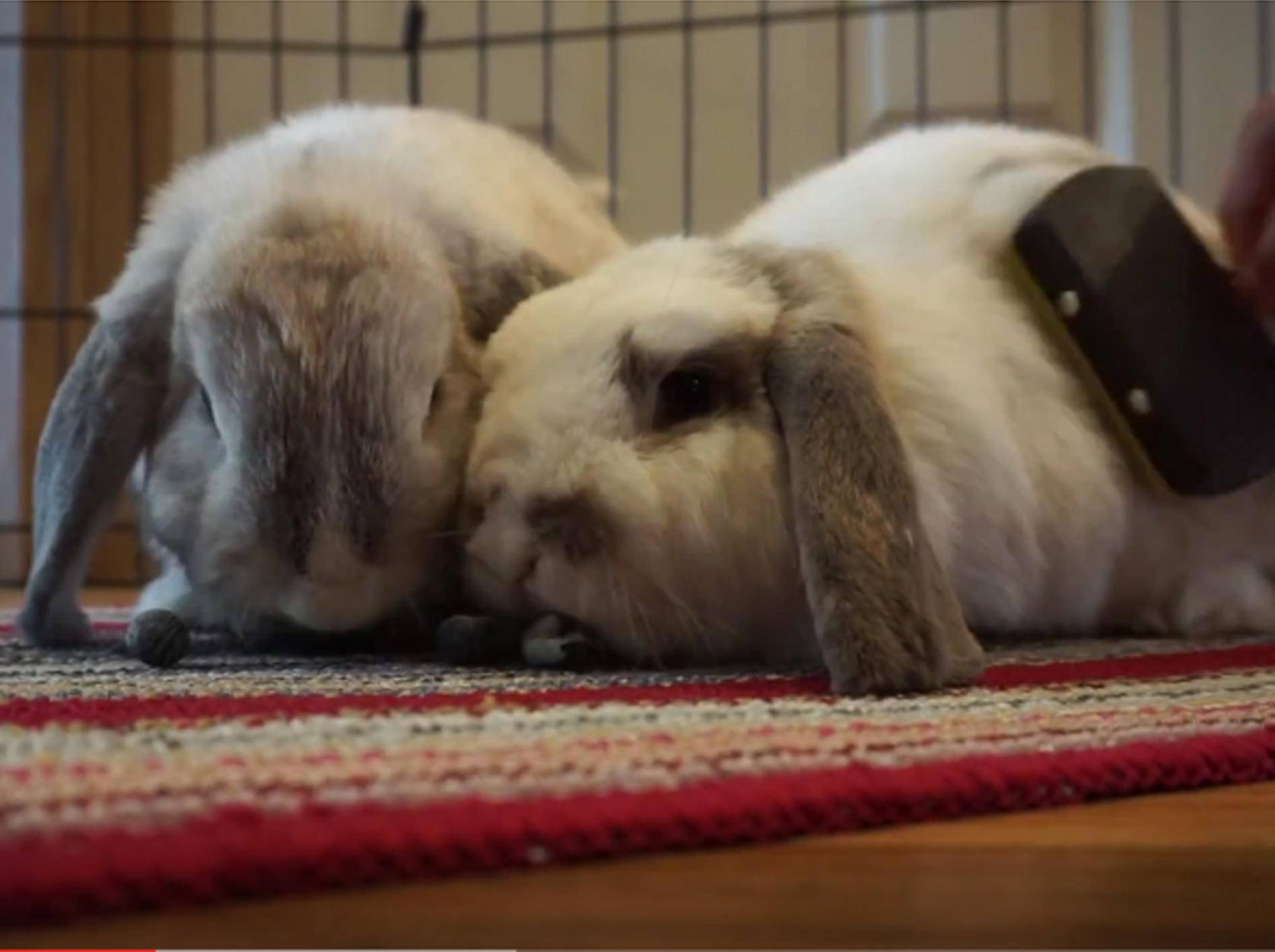 Kuschelige Kaninchen: "Tschüss Winterfell, es ist Sommer! " – YouTube / Leila's Zoo