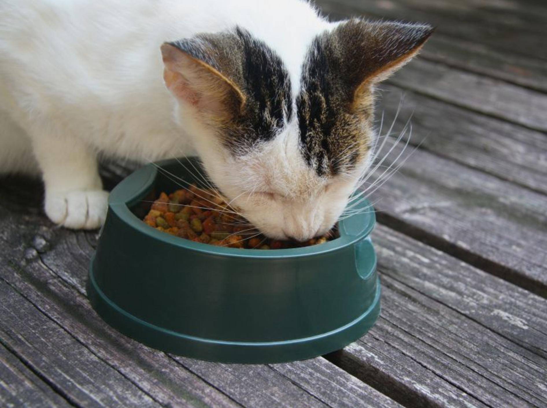 Dieser Katze schmeckt es aus Nachbars Napf besonders gut – Shutterstock / Melinda Fawver