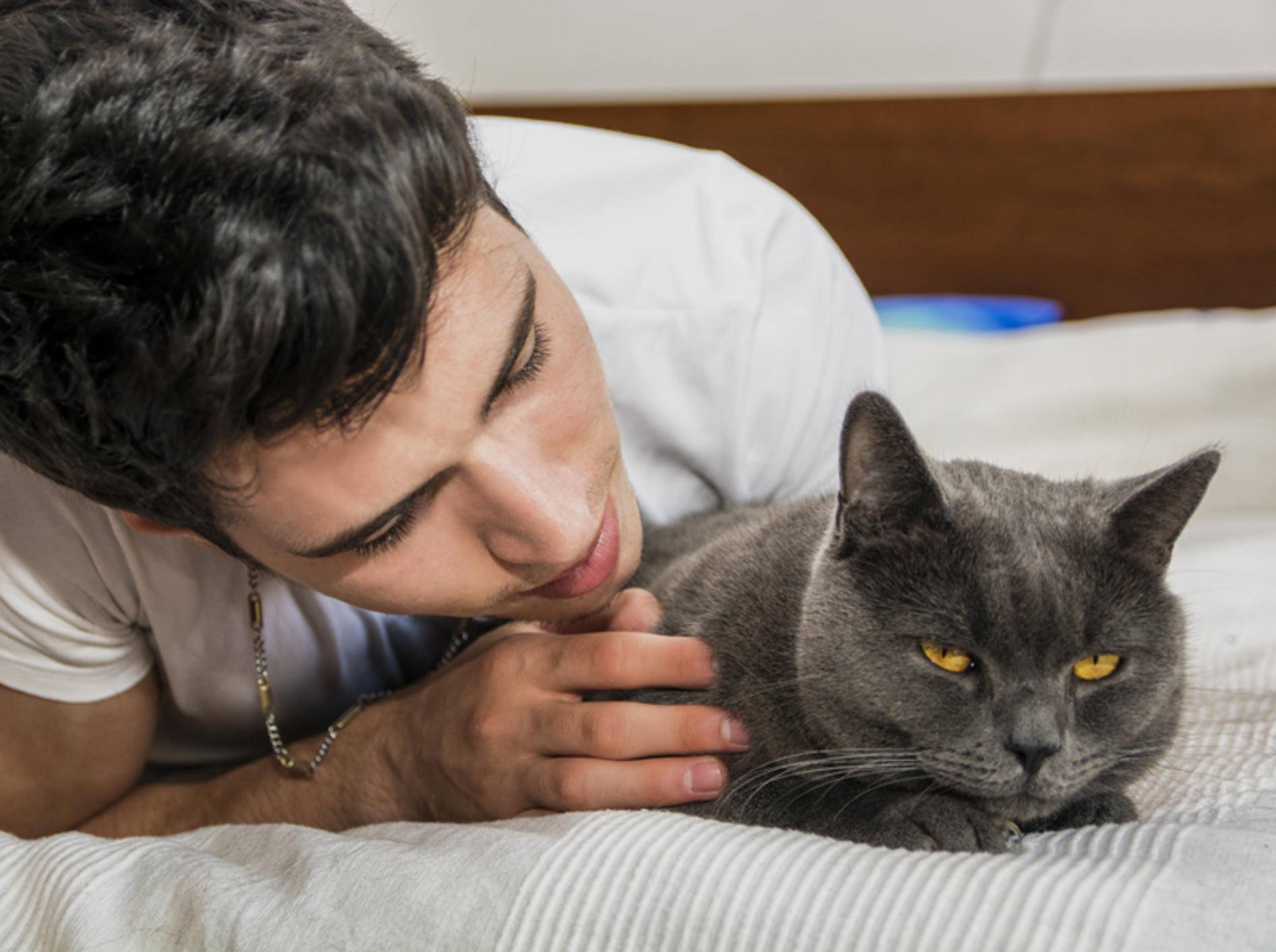Katzen wollen manchmal einfach nicht gestreichelt werden – Shutterstock / Stefano Cavoretto