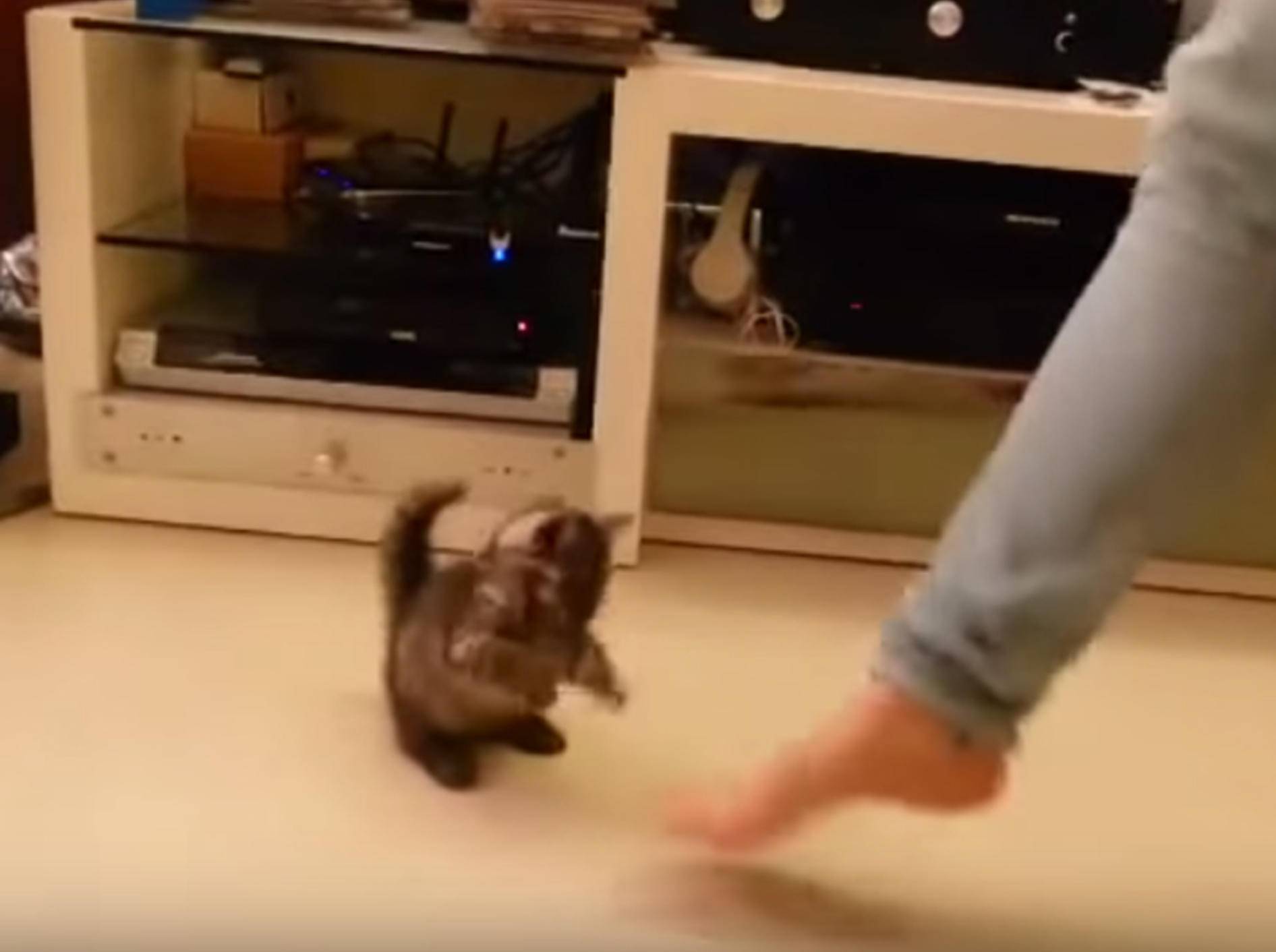 Eins, zwei – Cha-cha-cha! Katzenbaby tanzt – YouTube / Rumble Viral