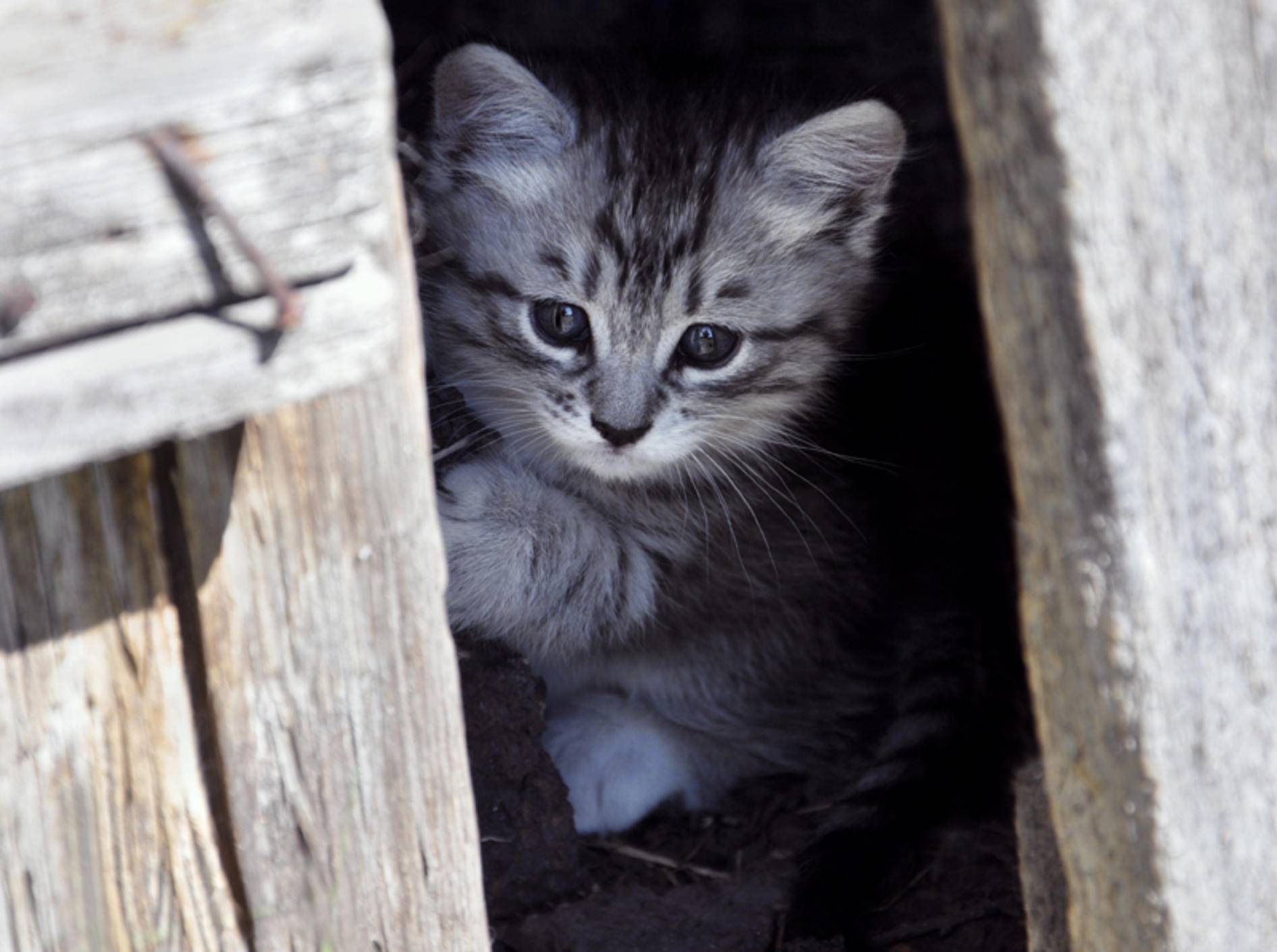 Kleine Katzen vom Bauernhof sind oft sehr scheu – Shutterstock / Sidhe