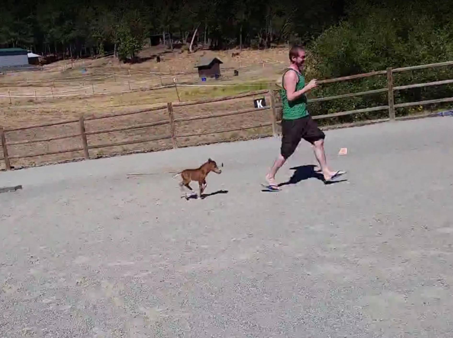 Das winzige Fohlen versucht, den Mann zu fangen – YouTube / Sterling Bartow