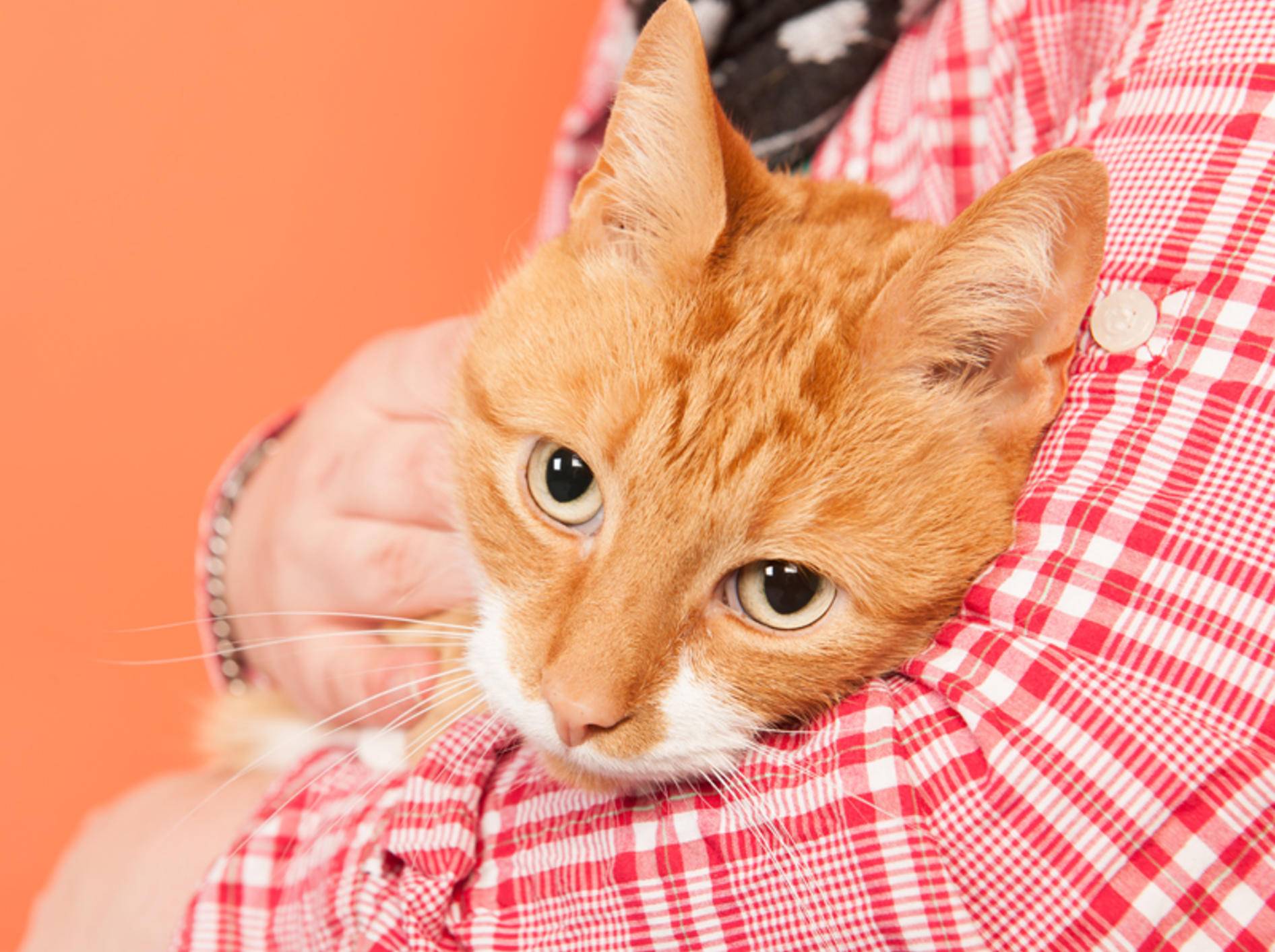 Nicht jede Katze lässt sich auf den Arm nehmen – Shutterstock / Ivonne Wierink