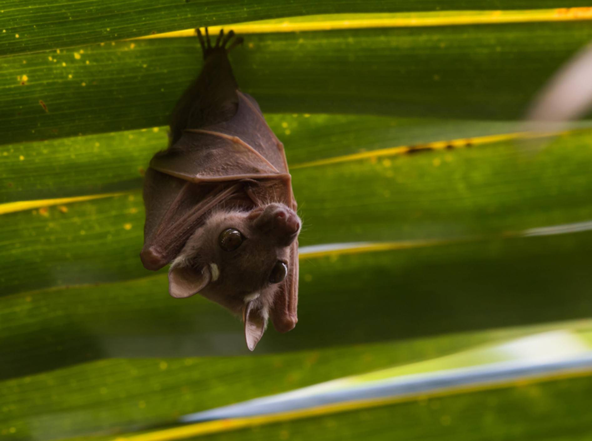Diese klitzekleine Fledermaus versteckt sich unter einem Palmblatt – Shutterstock / Dave Montreuil