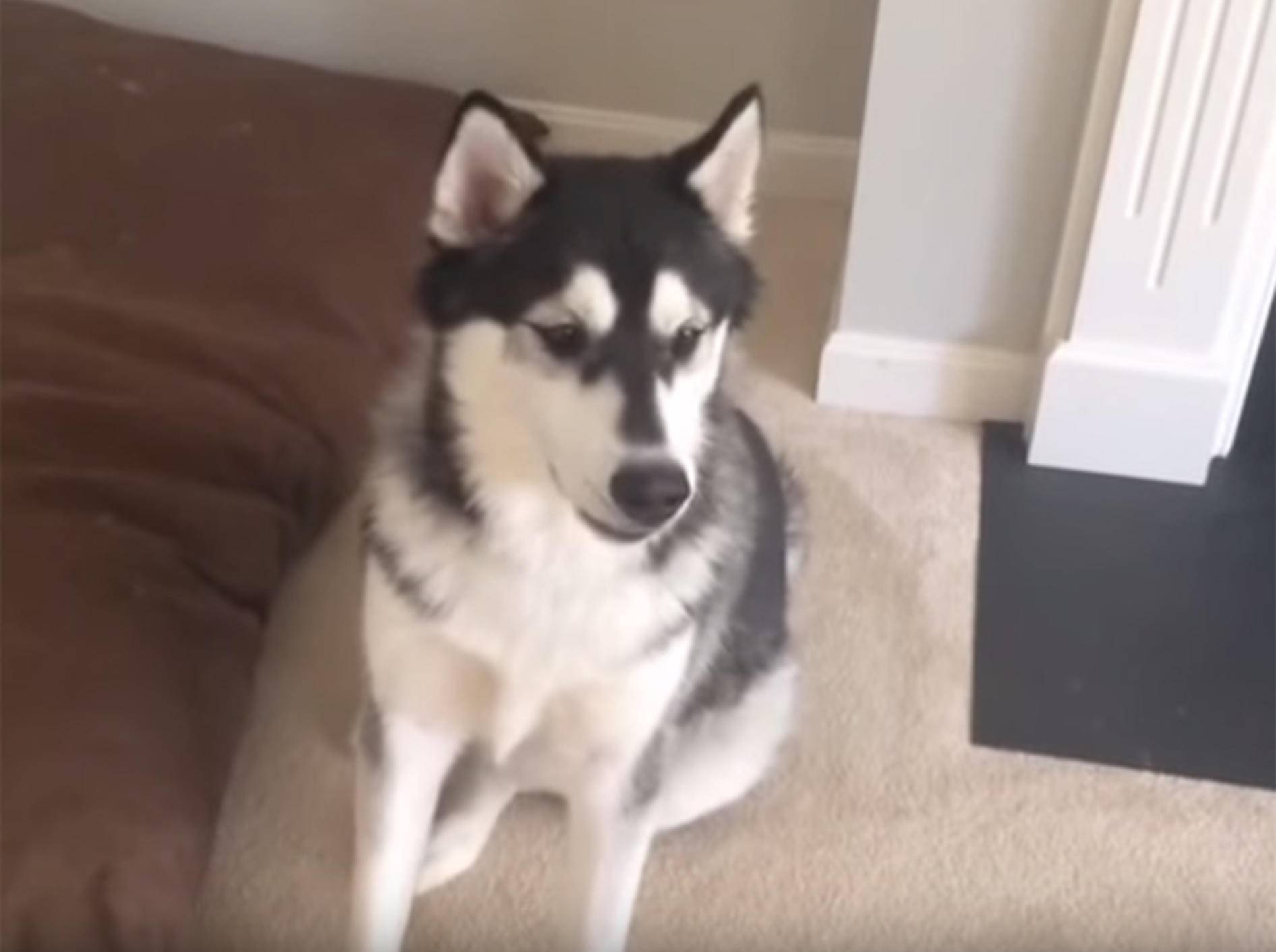 Dieser Husky hat viel zu erzählen – YouTube / Rumble Viral