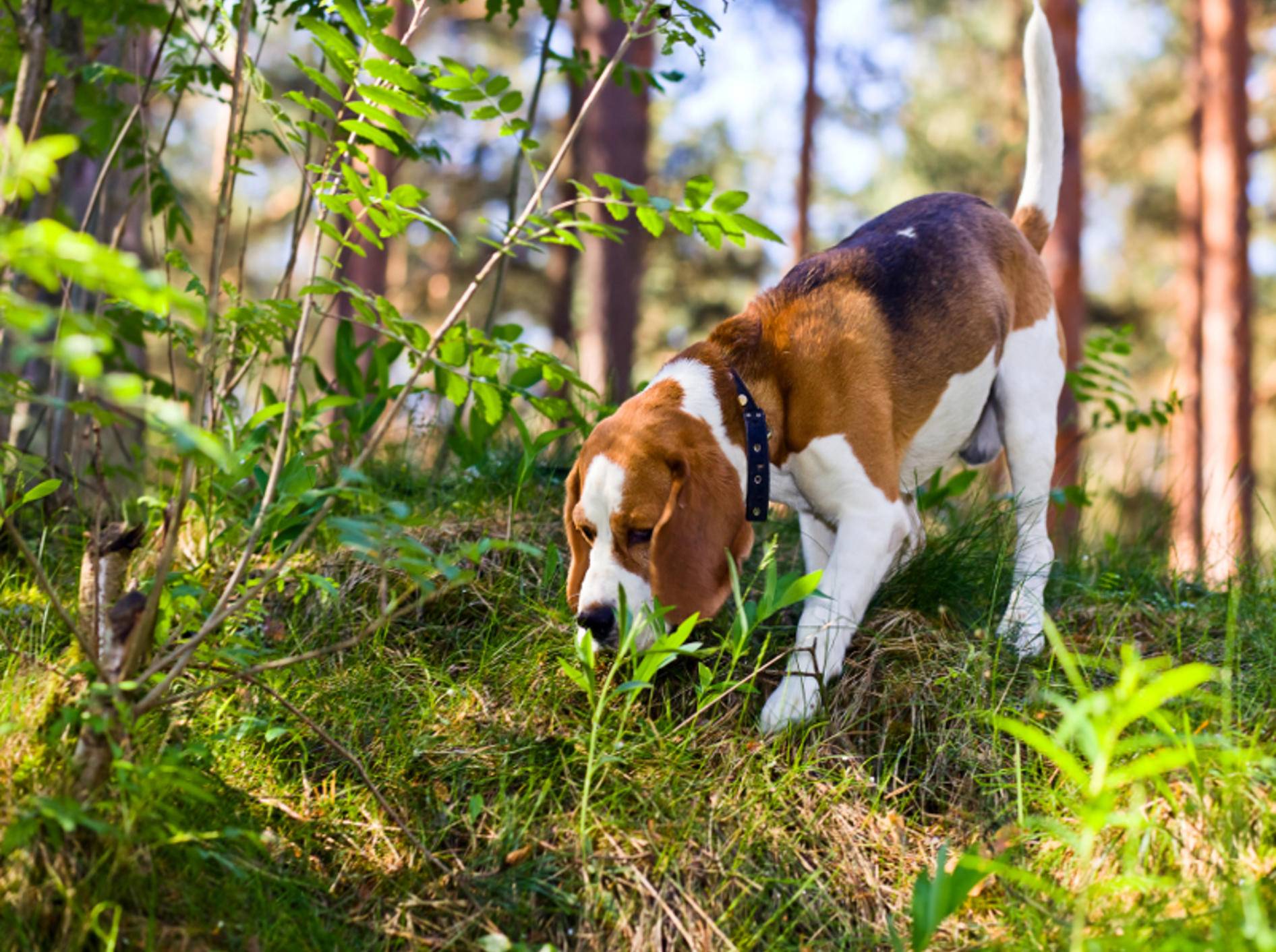 Wittern Hunde Köder, sollten Besitzer schnell reagieren – Shutterstock / Igor Normann