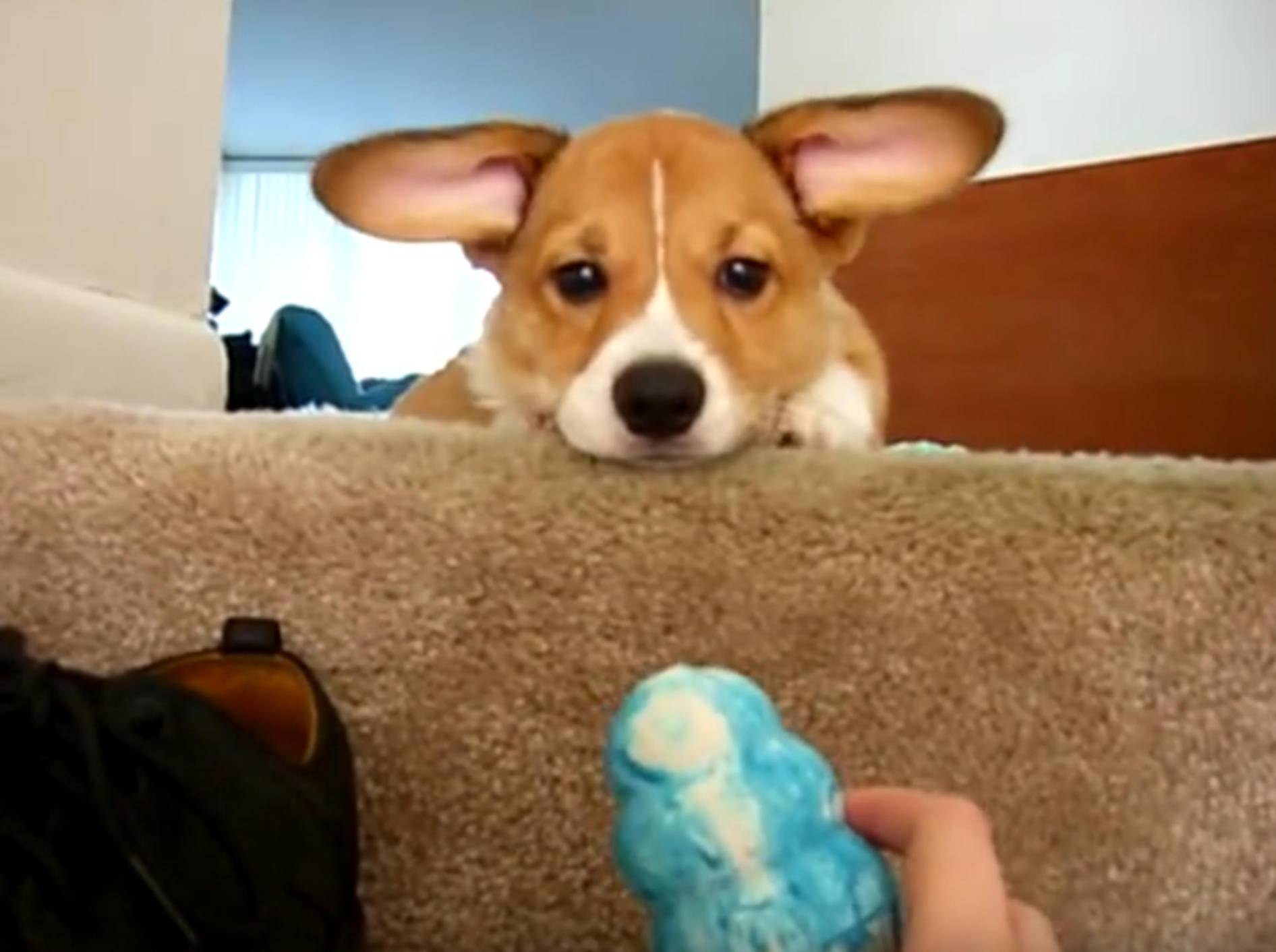 Süßer Corgi ist enttäuscht: "Huch? Wo ist mein Spielzeug?" – Bild: YouTube / AnthonyTada